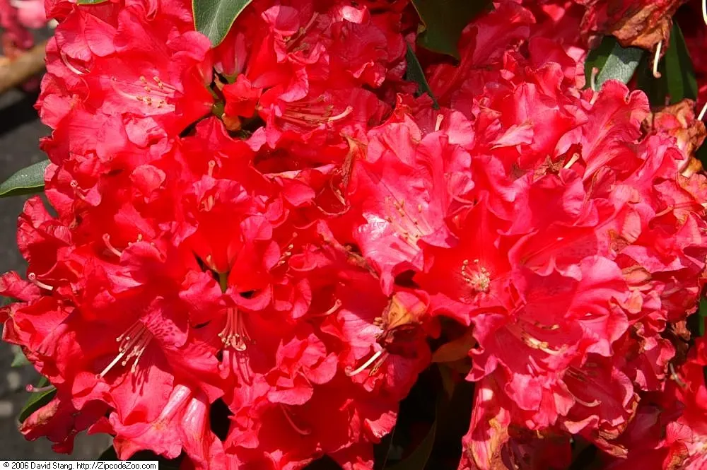 Jean Marie De Montague Rhododendron (Rhododendron X 'Jean Marie De Montague') — boasts scarlet-red blooms with wavy edges