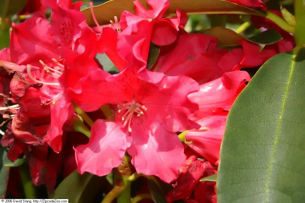 Jean Marie De Montague Rhododendron (Rhododendron X 'Jean Marie De Montague') — reaching 2-3 inches across