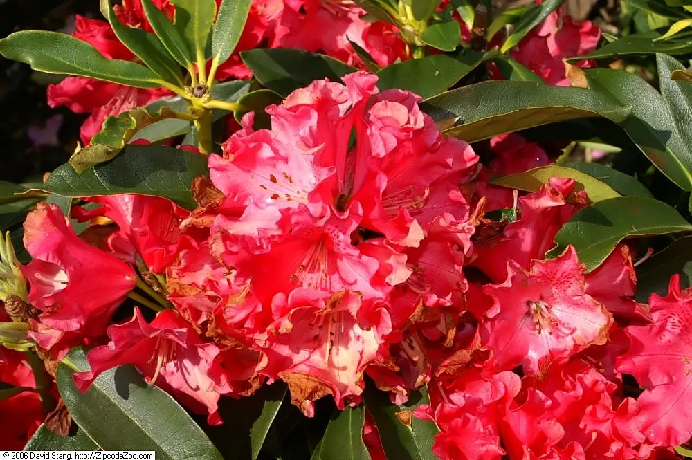 Jean Marie De Montague Rhododendron (Rhododendron X 'Jean Marie De Montague') — The 'Jean Marie de Montague‚Äô Rhododendron