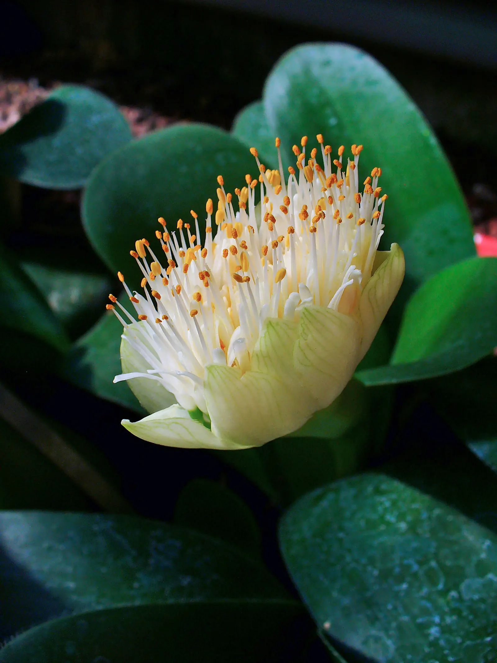 White Paintbrush (Haemanthus Albiflos) — scientifically named Haemanthus albiflos; the plant showcases its brush-like inflorescences, image 54
