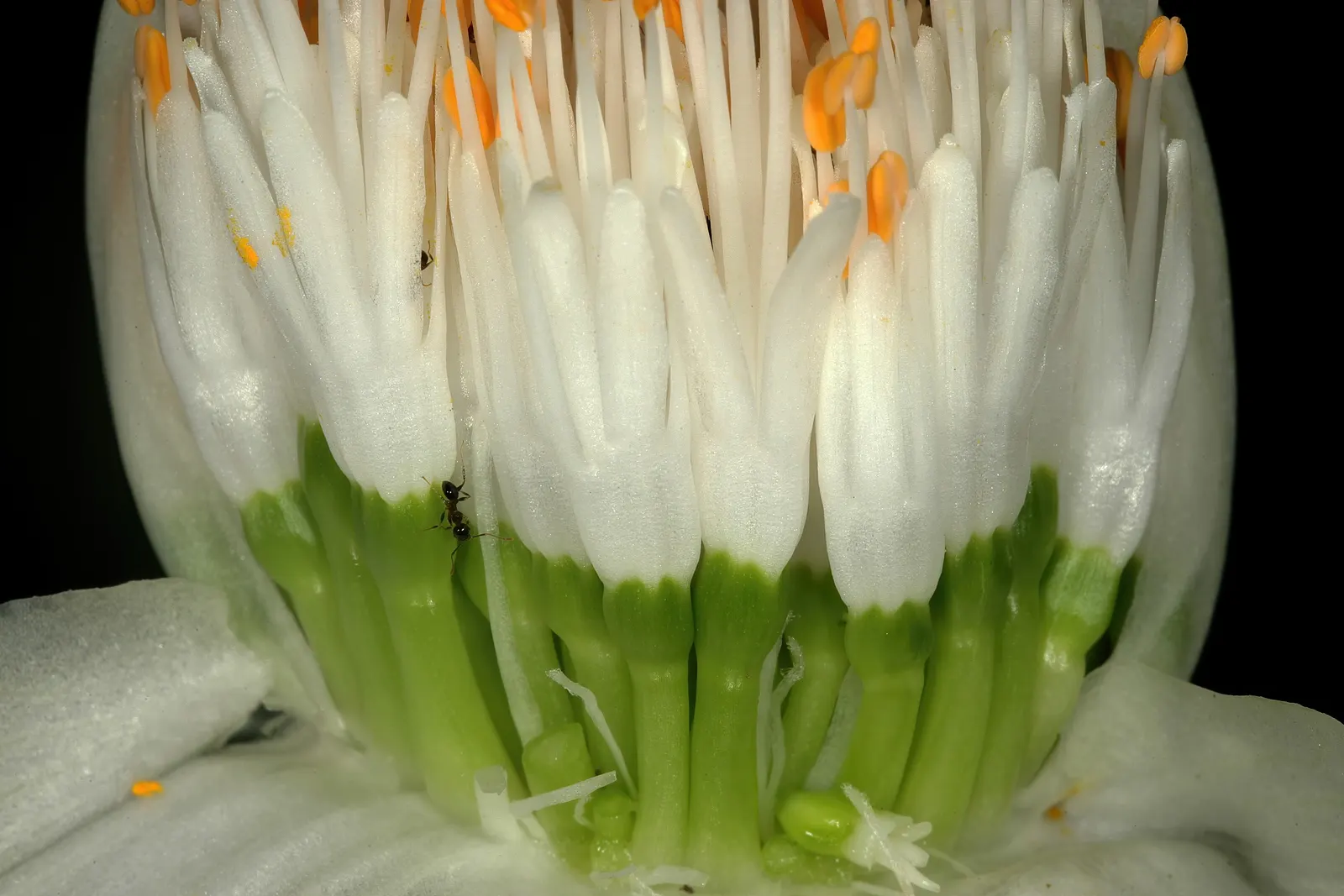White Paintbrush (Haemanthus Albiflos) — accentuating shaded areas up to 12 inches tall and wide