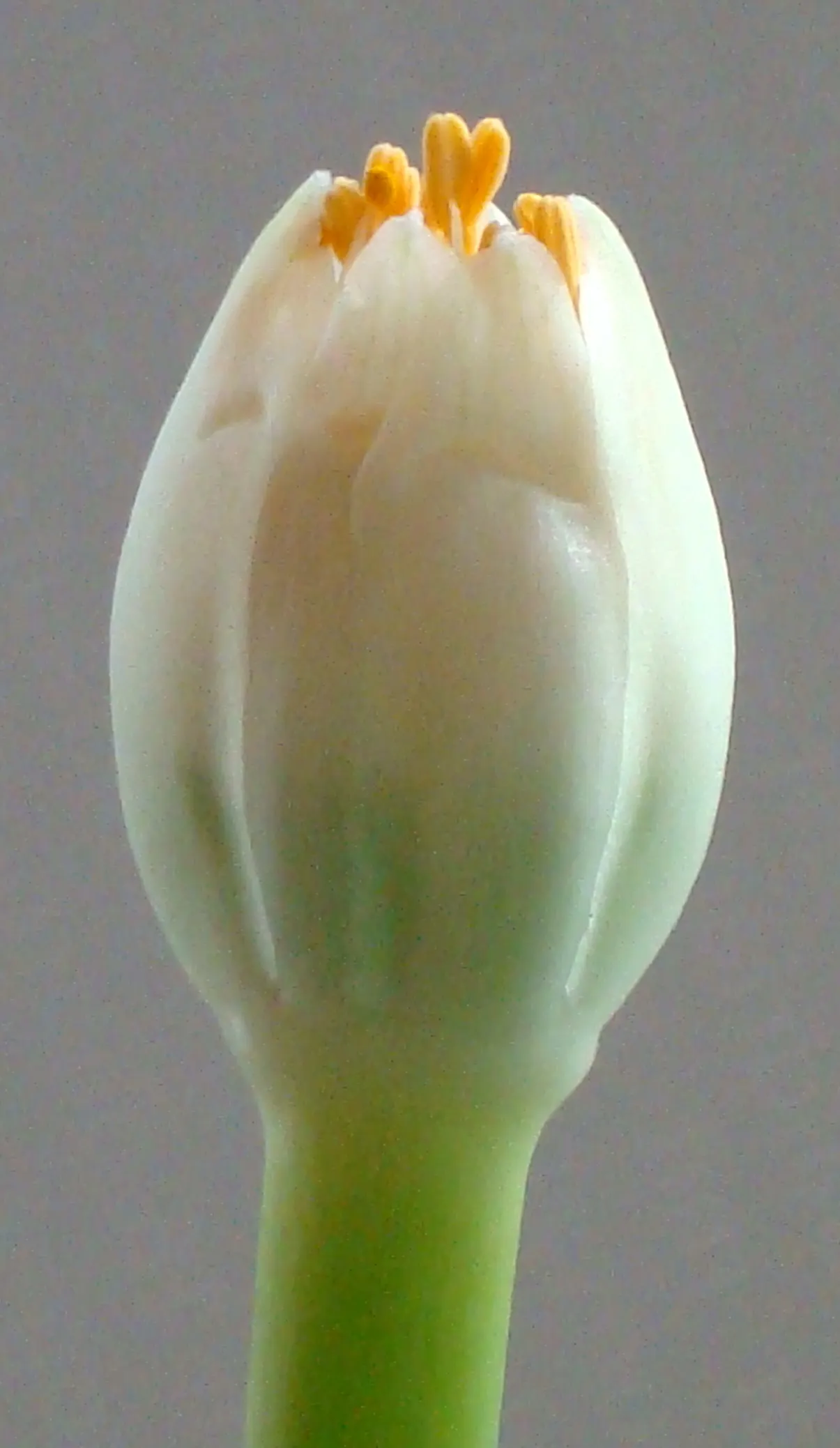 White Paintbrush (Haemanthus Albiflos) — Minimal maintenance is required; however, spent flowers should be removed to conserve the plant's energy