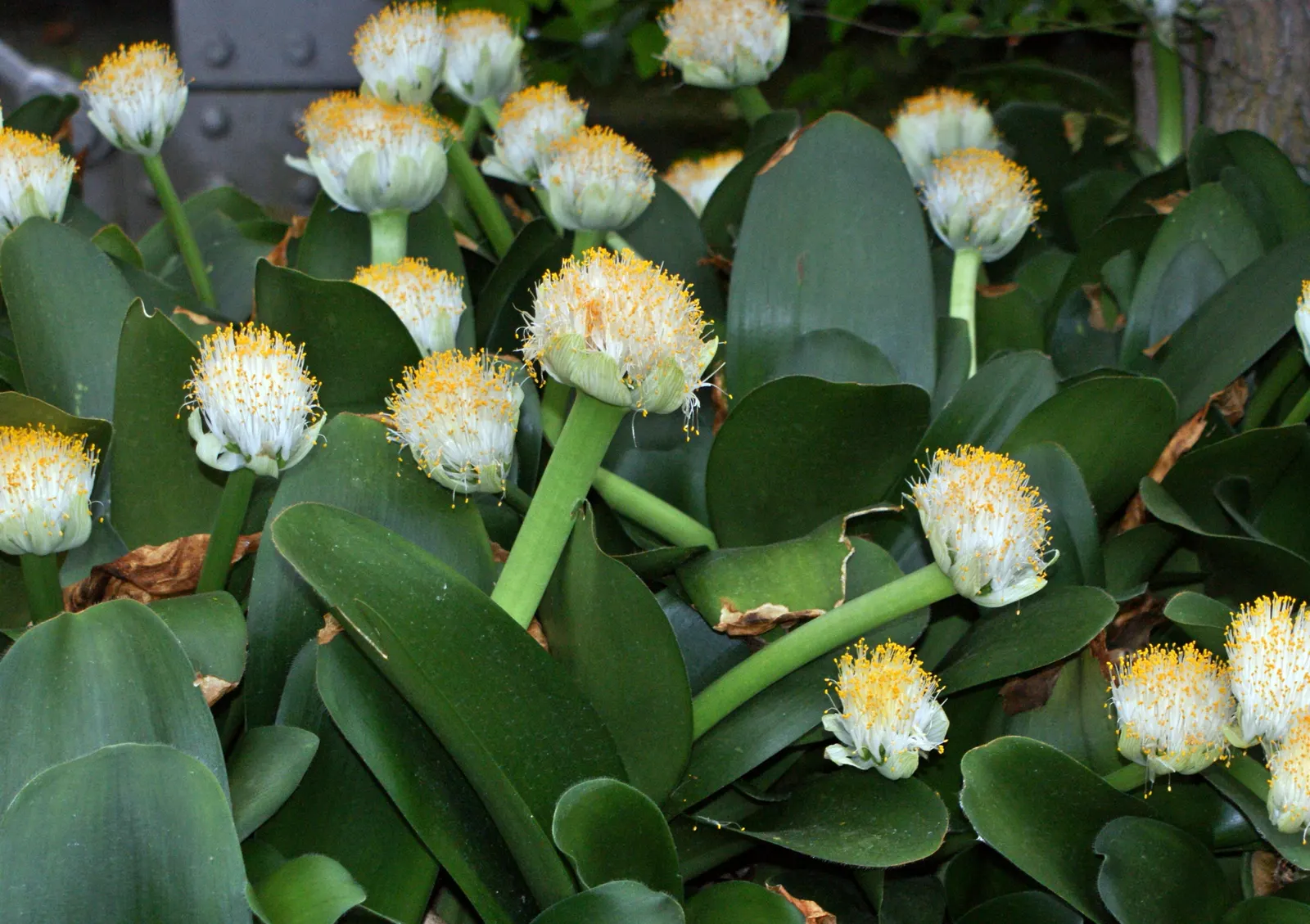 White Paintbrush (Haemanthus Albiflos) — is an intriguing perennial bulb featuring lush green leaves and striking white flowers; ideal for USDA, image 73