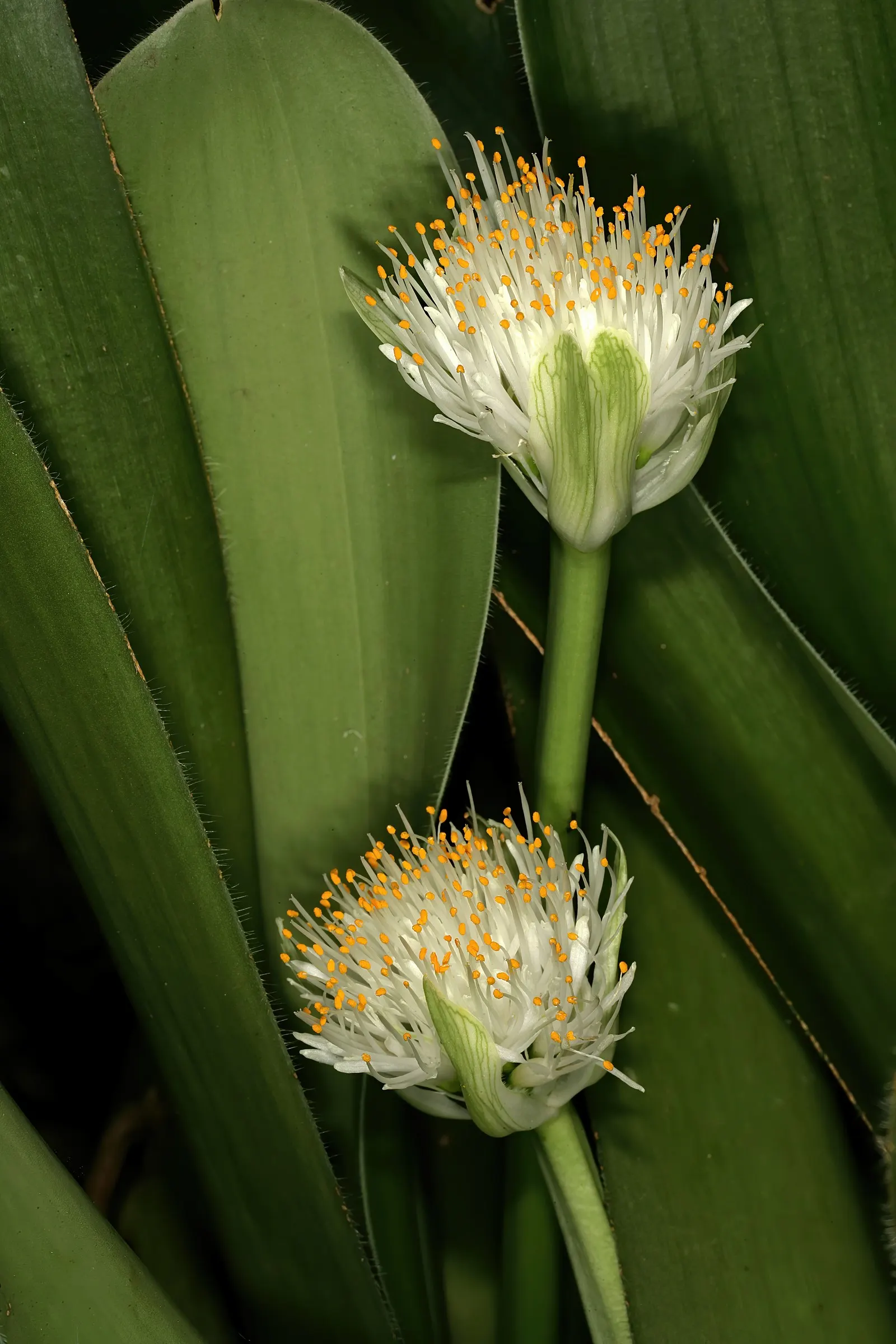 White Paintbrush (Haemanthus Albiflos) — bulb for half or shade; minimal maintenance is required; however, spent flowers should be removed to conserve the