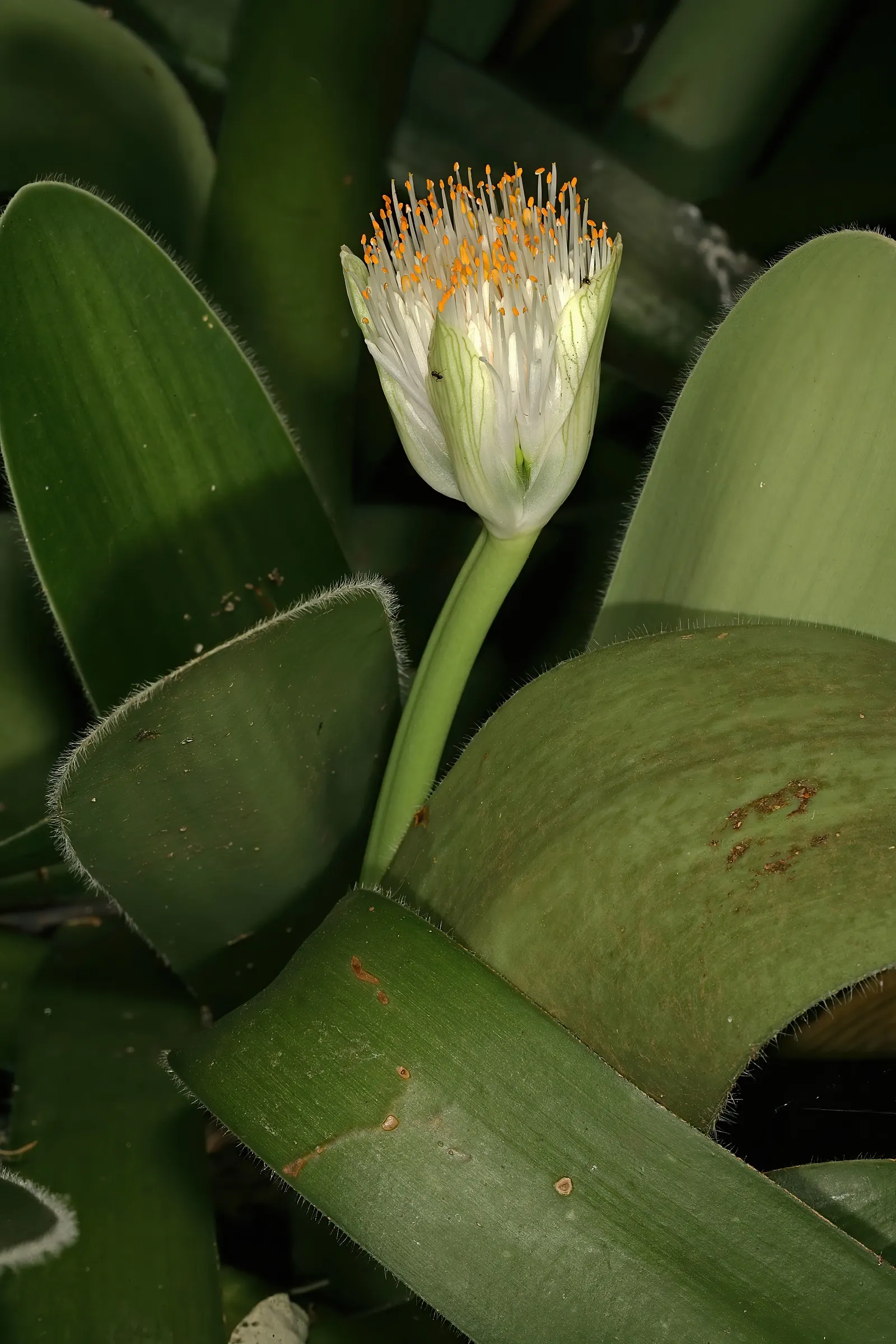 White Paintbrush (Haemanthus Albiflos) — bulb for half or shade