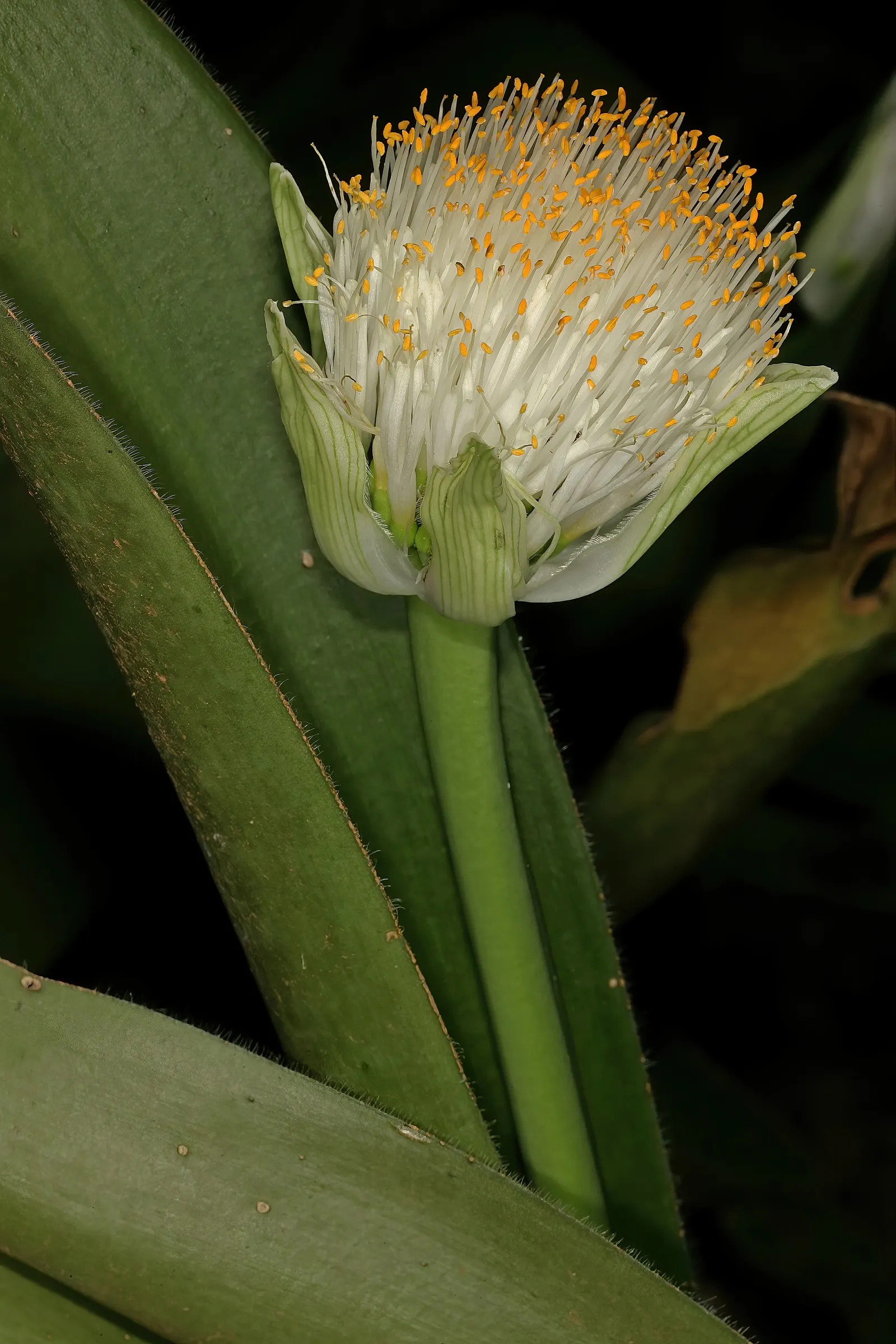 White Paintbrush (Haemanthus Albiflos) — is an intriguing perennial bulb featuring lush green leaves and striking white flowers; ideal for USDA zones 10-11