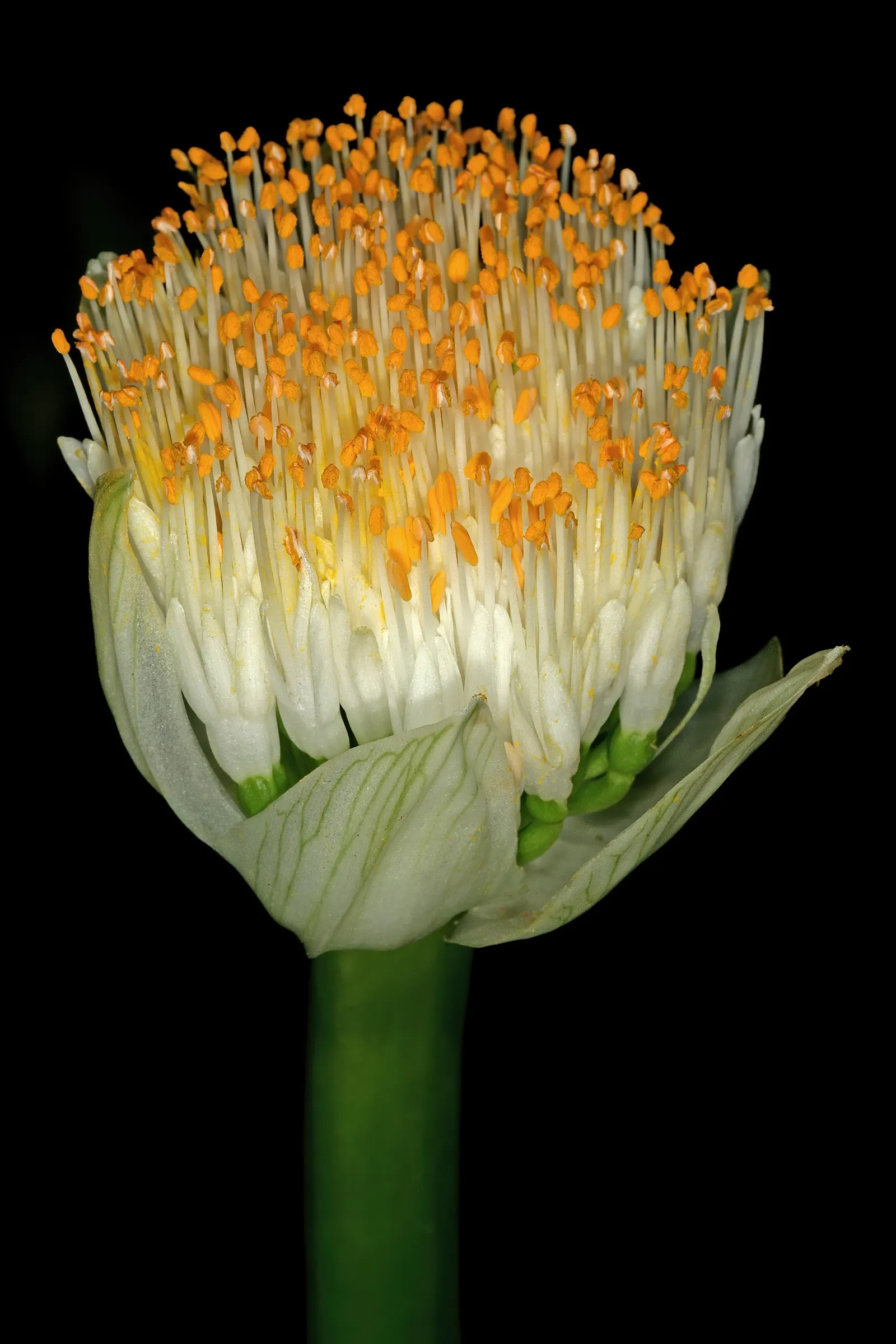White Paintbrush (Haemanthus Albiflos) — which rises above the foliage; as the Dappled Snowbrush does not tolerate soggy roots, image 65