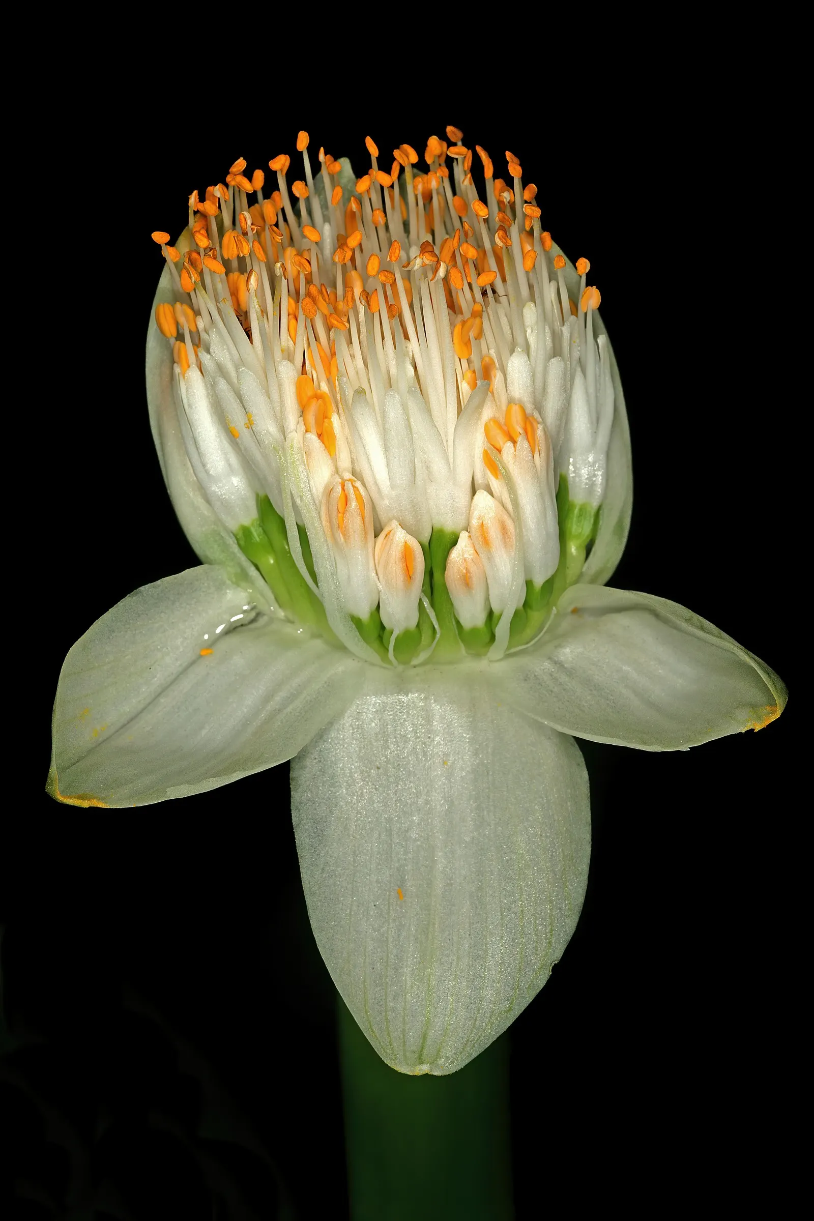 White Paintbrush (Haemanthus Albiflos) — A sheltered location will help in regions with cooler climates.<br><br>The lance-shaped; the Dappled, image 60