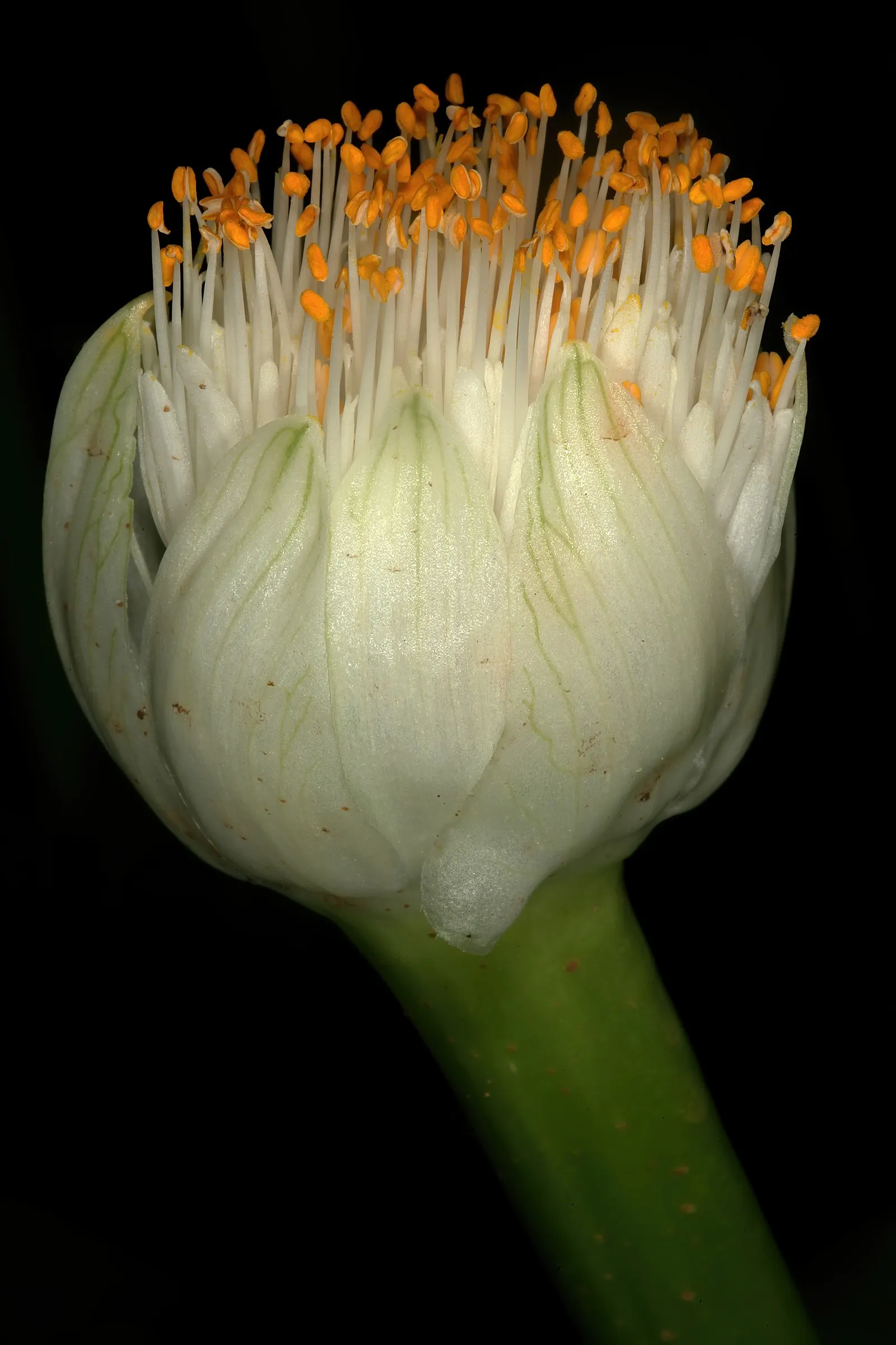 White Paintbrush (Haemanthus Albiflos) — adding textural contrast to a landscape throughout the year