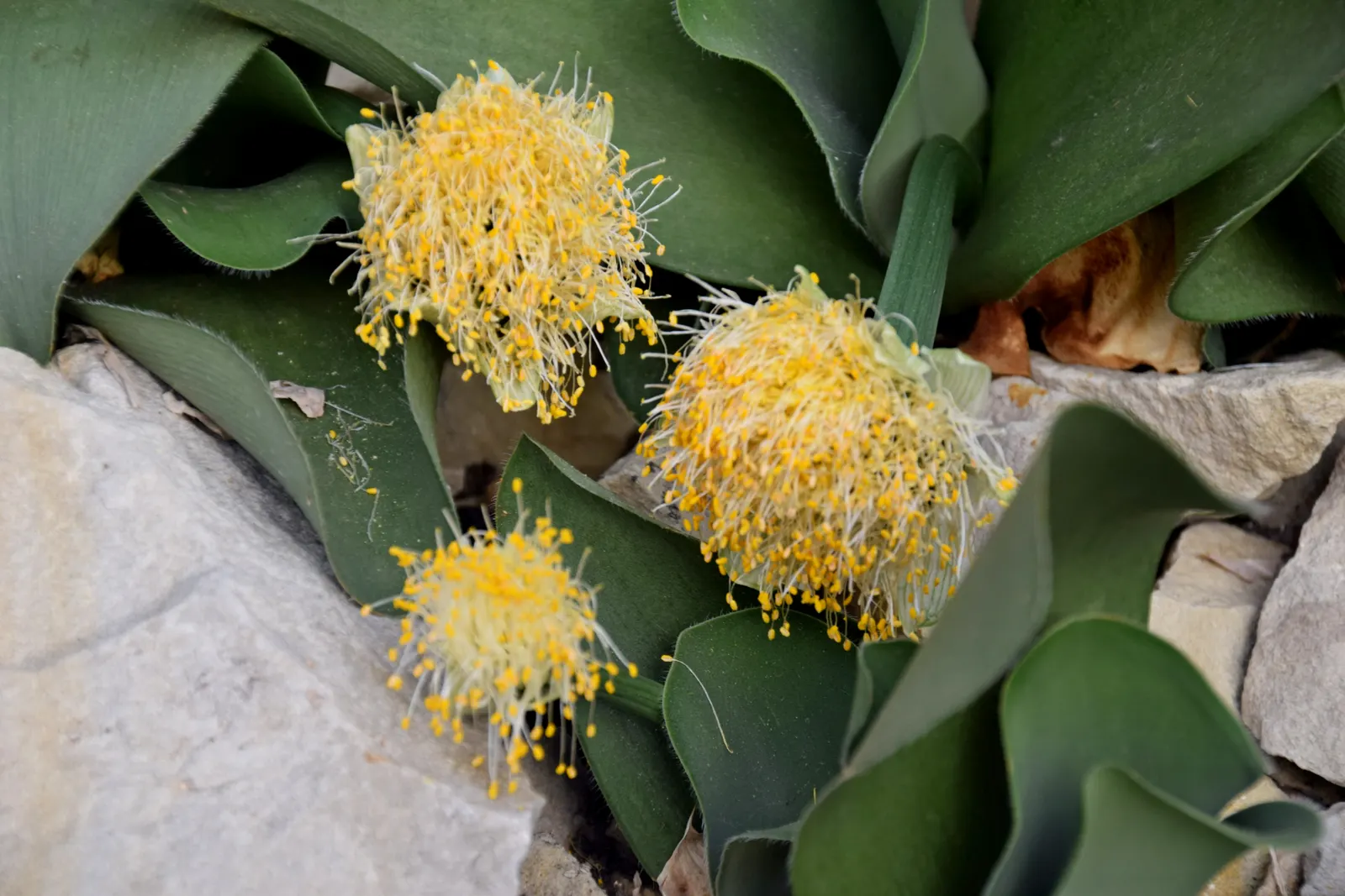 White Paintbrush (Haemanthus Albiflos) — it adds exotic texture and year-round interest to understory plantings or as a captivating container specimen; it