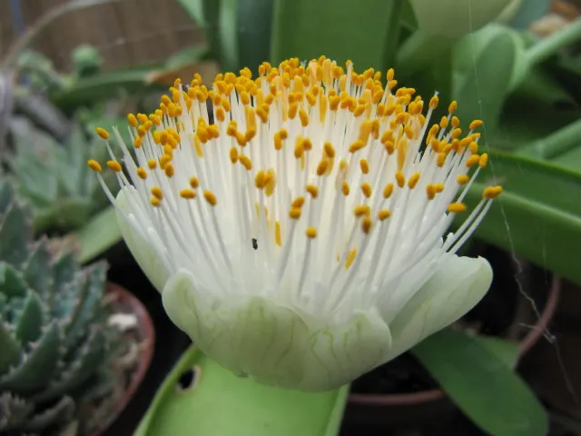 White Paintbrush (Haemanthus Albiflos) — dark green leaves of Haemanthus albiflos are arranged neatly in basal rosettes; comprised of multiple tiny, image 61