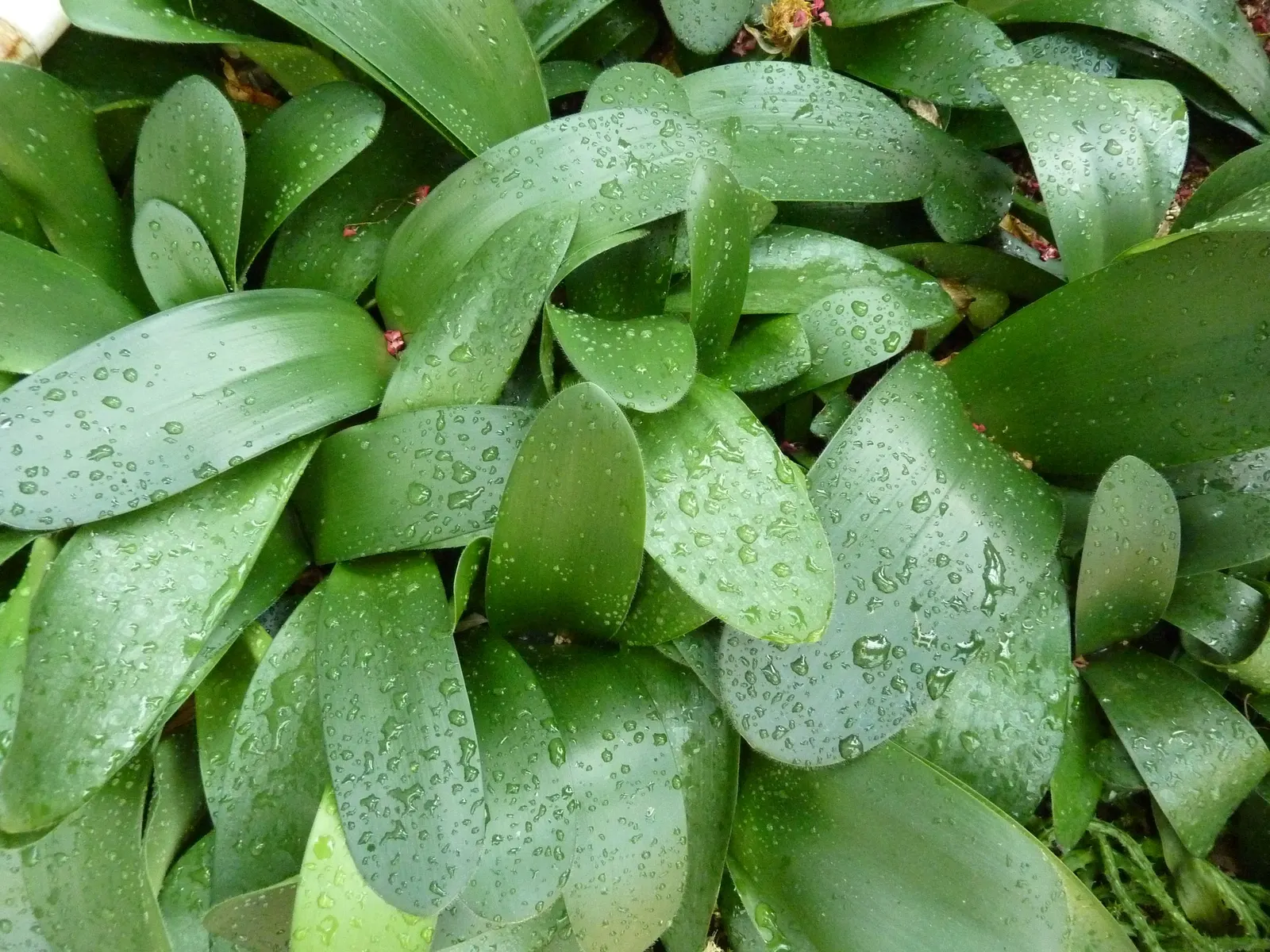 White Paintbrush (Haemanthus Albiflos) — as the Dappled Snowbrush does not tolerate soggy roots