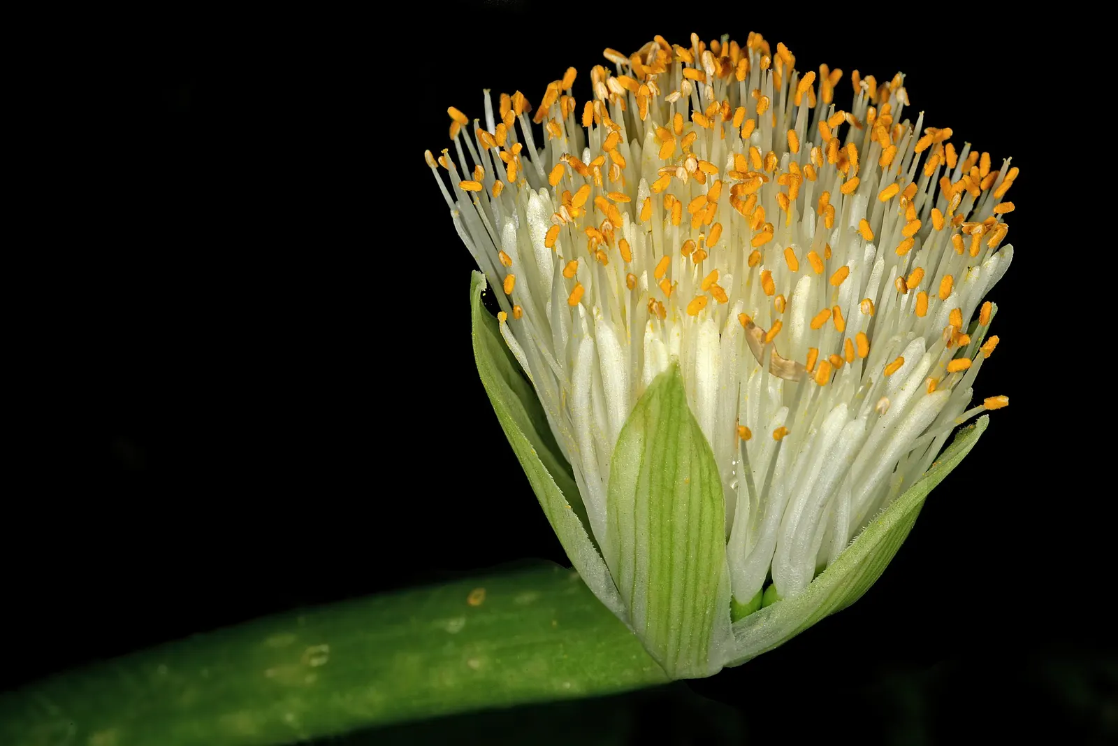 White Paintbrush (Haemanthus Albiflos) — the plant showcases its brush-like inflorescences; scientifically named Haemanthus albiflos