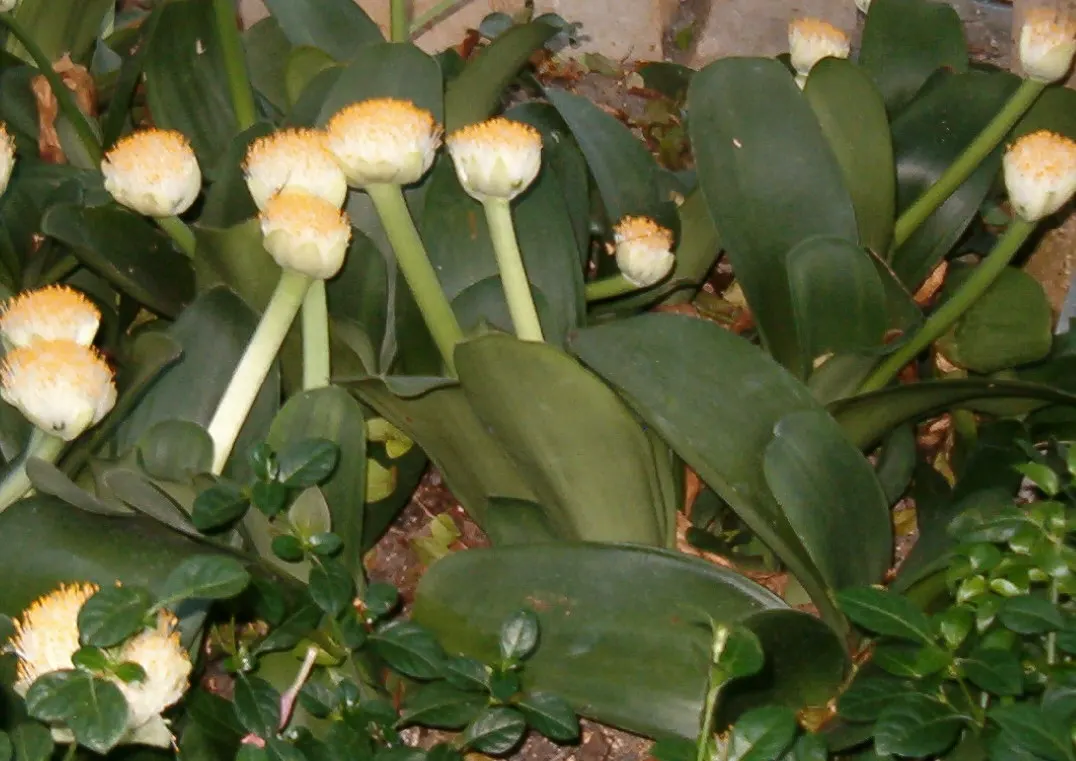 White Paintbrush (Haemanthus Albiflos) — This low-maintenance plant thrives in well-drained soil, requiring minimal water once established; enrich, image 51