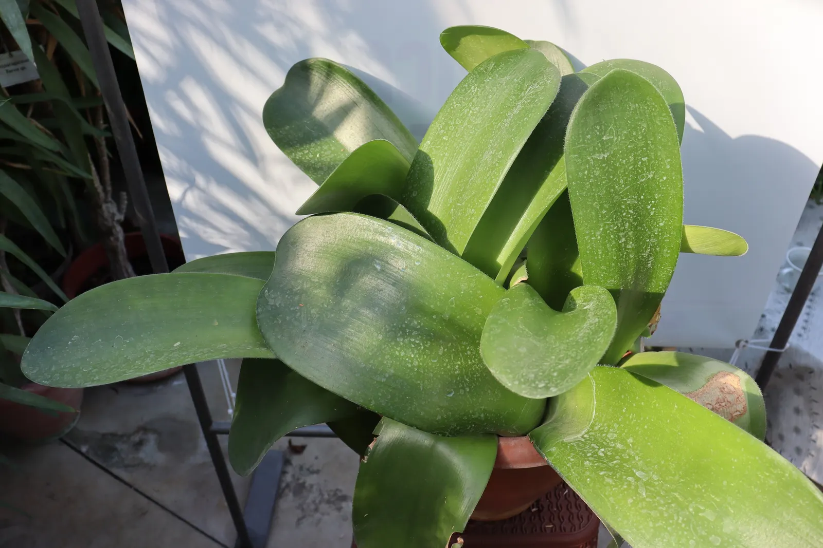 White Paintbrush (Haemanthus Albiflos) — as the Dappled Snowbrush does not tolerate soggy roots; which rises above the foliage, image 68