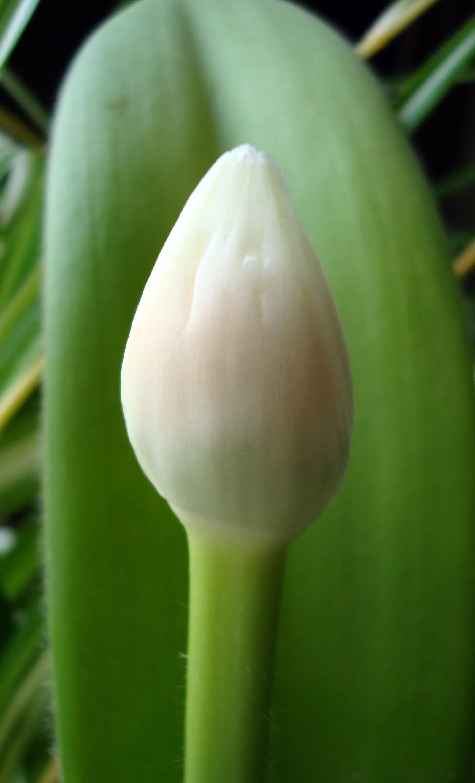 White Paintbrush (Haemanthus Albiflos) — Minimal maintenance is required; however, spent flowers should be removed to conserve the plant's energy, image 69