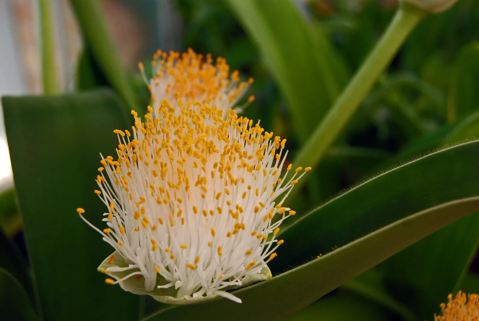 White Paintbrush (Haemanthus Albiflos) — scientifically named Haemanthus albiflos