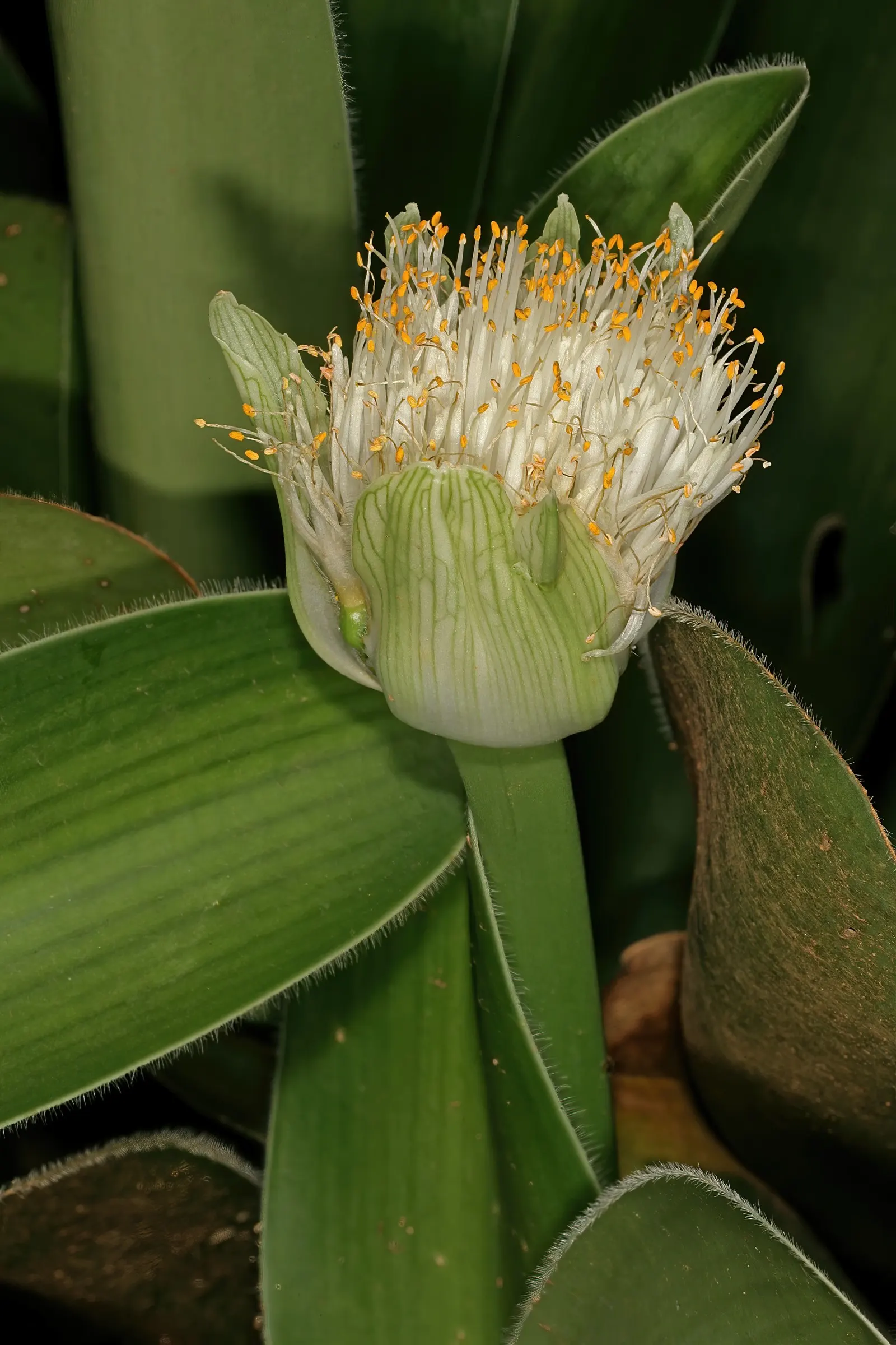 White Paintbrush (Haemanthus Albiflos) — Ideal for USDA zones 10-11