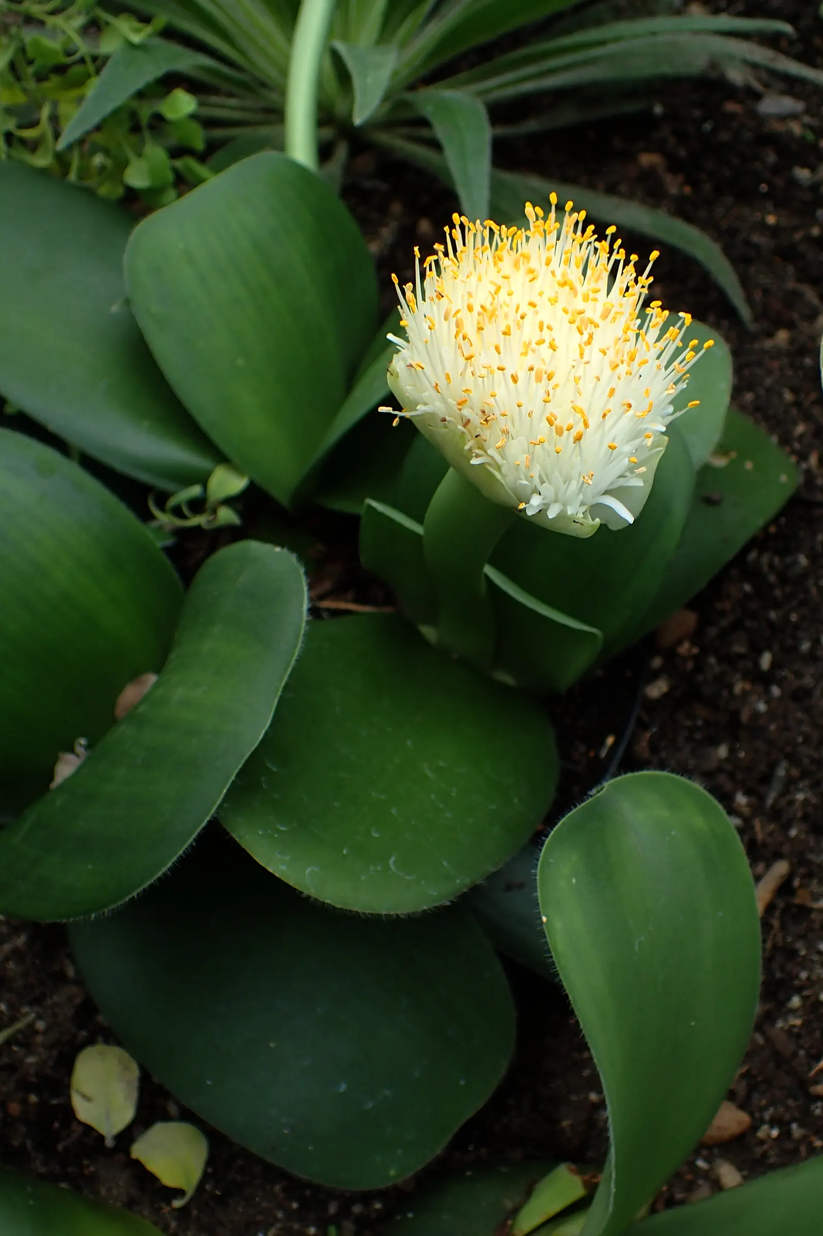 White Paintbrush (Haemanthus Albiflos) — adding textural contrast to a landscape throughout the year; bulb with white blooms, image 62