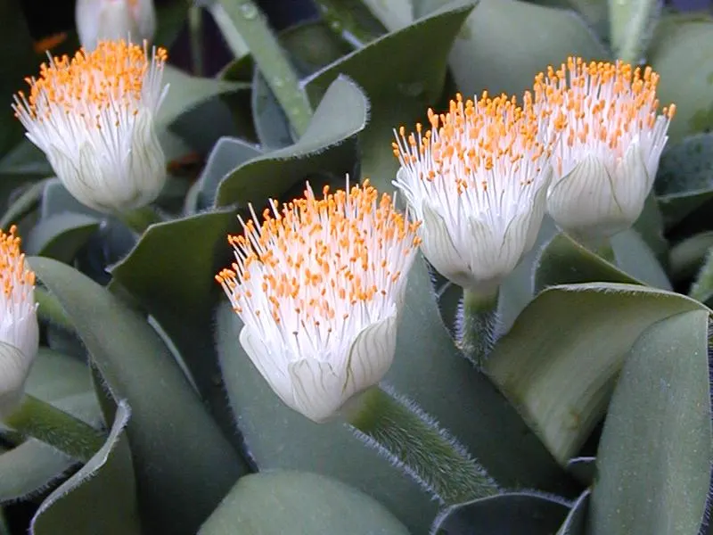 White Paintbrush (Haemanthus Albiflos) — comprised of multiple tiny white flowers clustered atop a sturdy stalk; dark green leaves of Haemanthus albiflos are