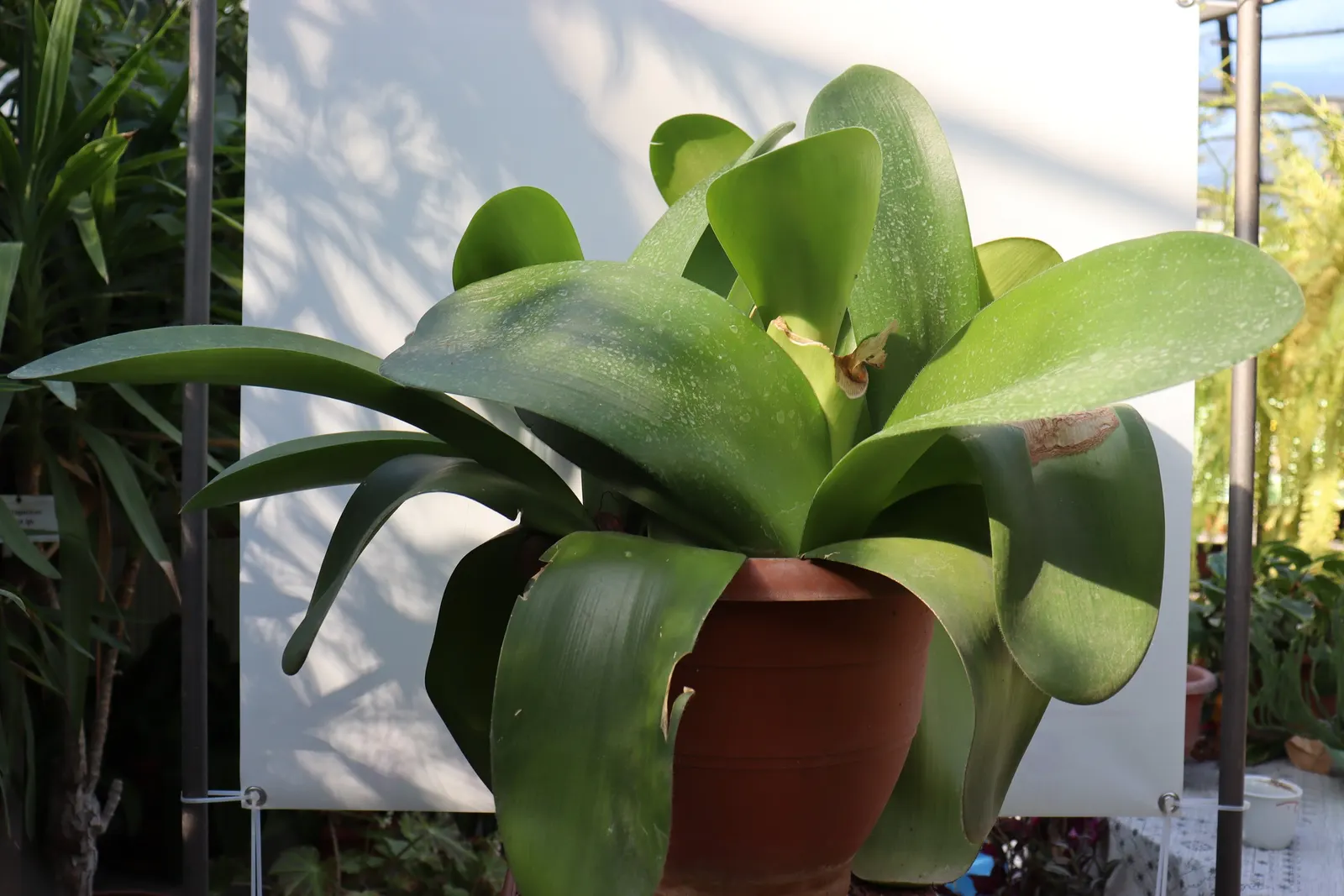 White Paintbrush (Haemanthus Albiflos) — Minimal maintenance is required; however, spent flowers should be removed to conserve the plant's energy; bulb for