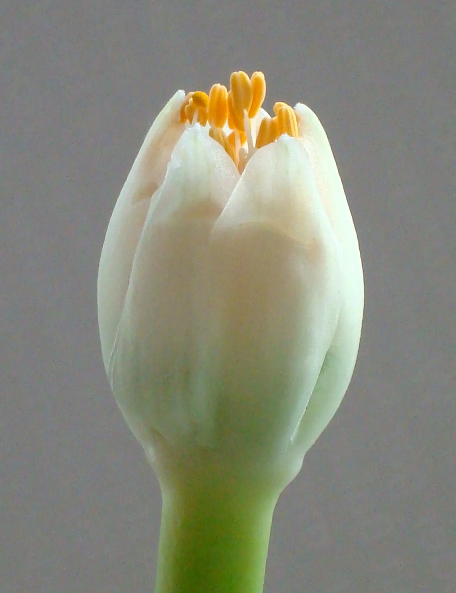 White Paintbrush (Haemanthus Albiflos) — accentuating shaded areas up to 12 inches tall and wide; it is hardy in USDA zones 10 through 12, preferring