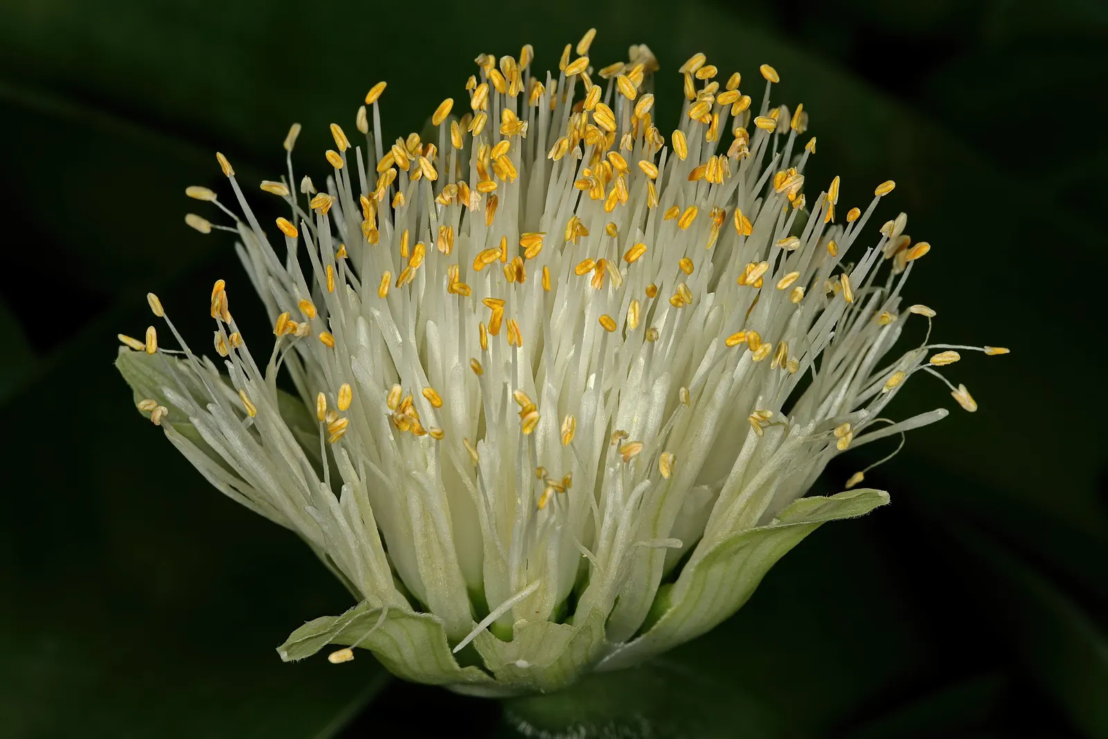 White Paintbrush (Haemanthus Albiflos) — dark green leaves of Haemanthus albiflos are arranged neatly in basal rosettes; comprised of multiple tiny white