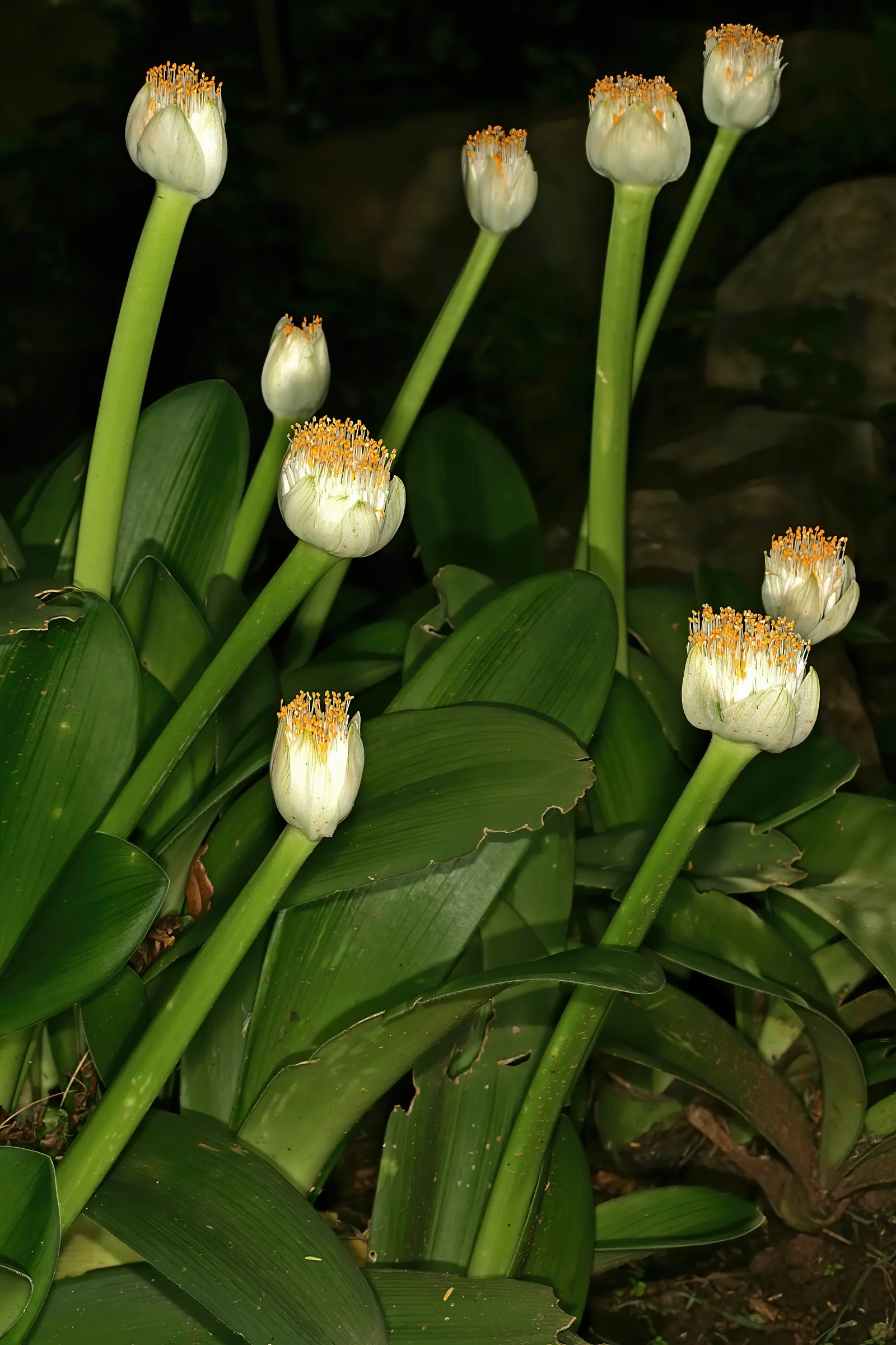 White Paintbrush (Haemanthus Albiflos) — bulb with white blooms; adding textural contrast to a landscape throughout the year, image 71