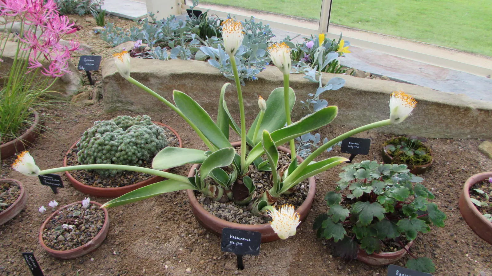 White Paintbrush (Haemanthus Albiflos) — which rises above the foliage; as the Dappled Snowbrush does not tolerate soggy roots