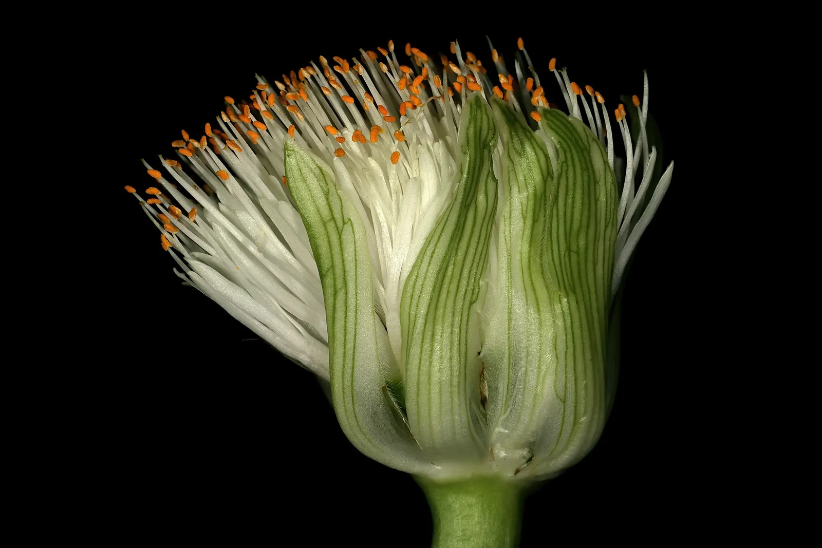 White Paintbrush (Haemanthus Albiflos) — white flowers in the garden; is a unique and intriguing addition to any landscape design