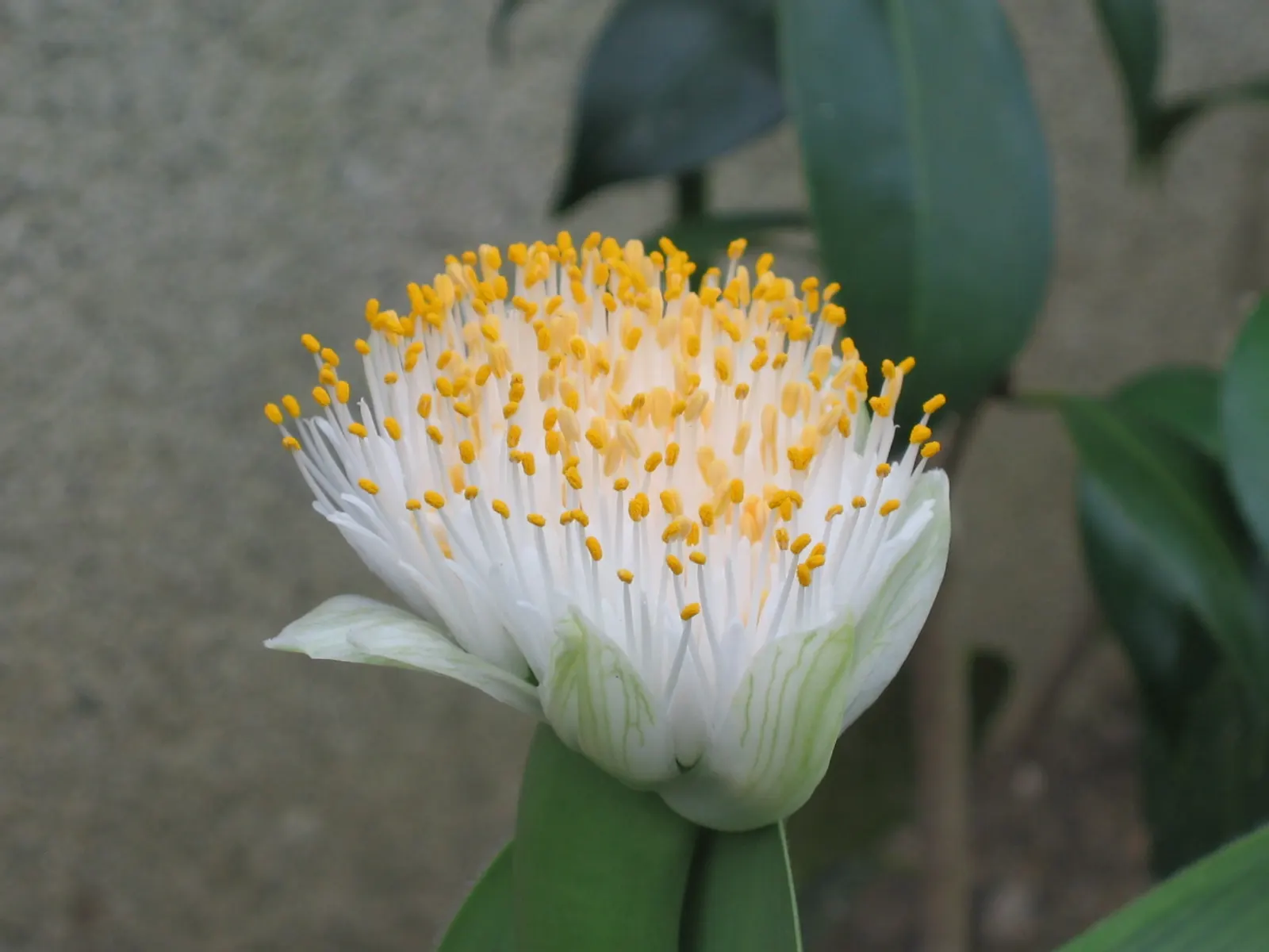 White Paintbrush (Haemanthus Albiflos) — the Dappled Snowbrush prospers under partial shade to full shade conditions; a sheltered location will help in regions