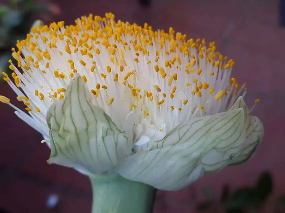 White Paintbrush (Haemanthus Albiflos) — bulb with white blooms; adding textural contrast to a landscape throughout the year