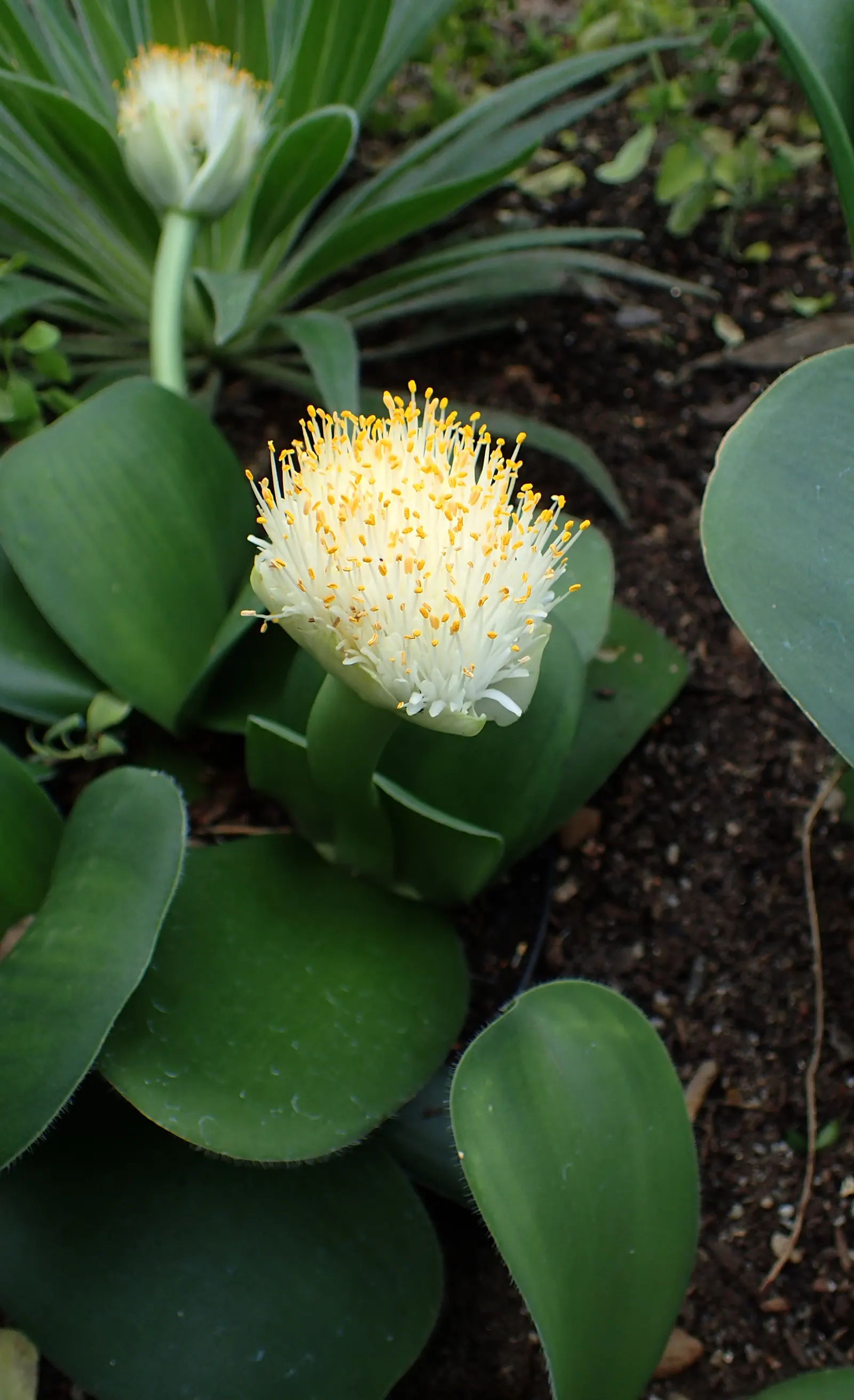 White Paintbrush (Haemanthus Albiflos) — and water consistently but sparingly; which makes it ideally suited for understory plantings or, image 67