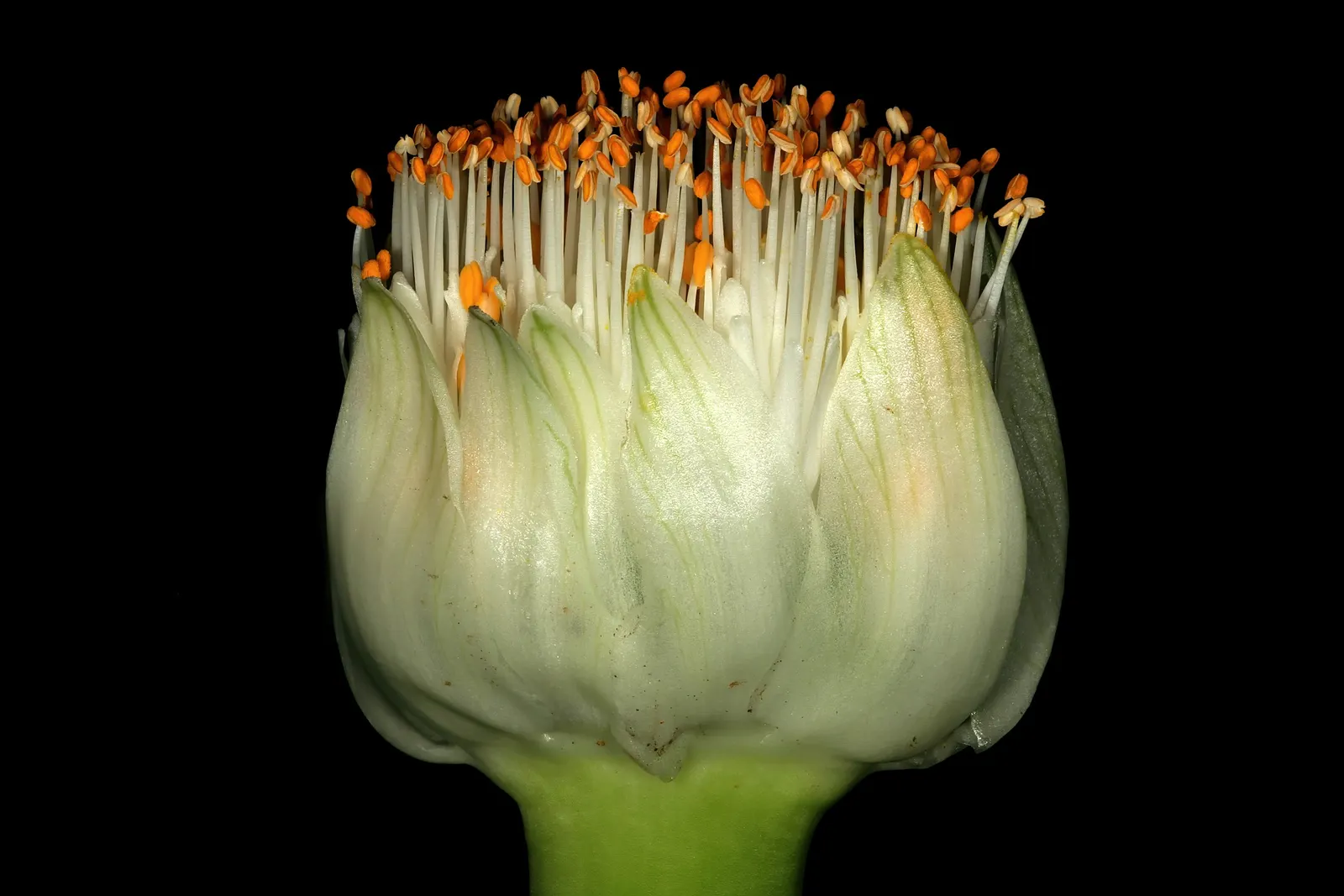 White Paintbrush (Haemanthus Albiflos) — is a unique and intriguing addition to any landscape design