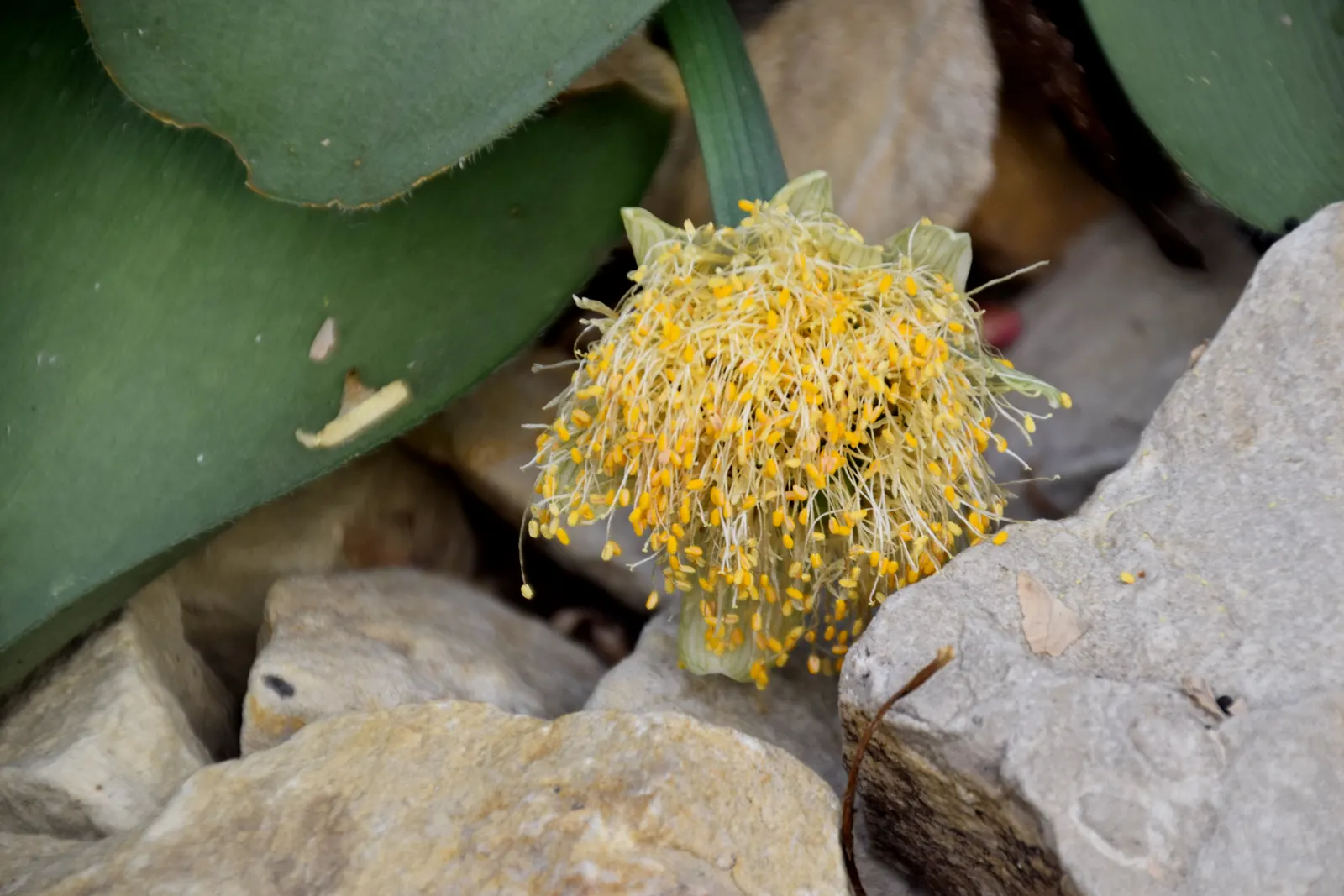 White Paintbrush (Haemanthus Albiflos) — which rises above the foliage