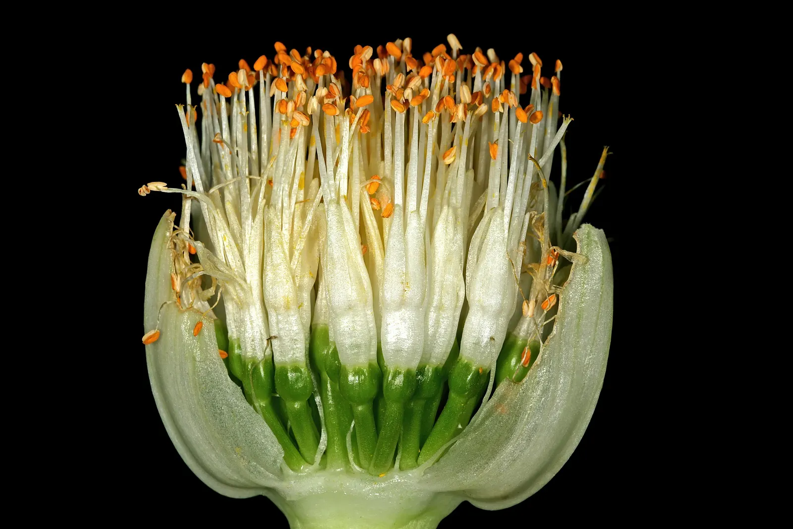White Paintbrush (Haemanthus Albiflos) — comprised of multiple tiny white flowers clustered atop a sturdy stalk; dark green leaves of Haemanthus, image 64
