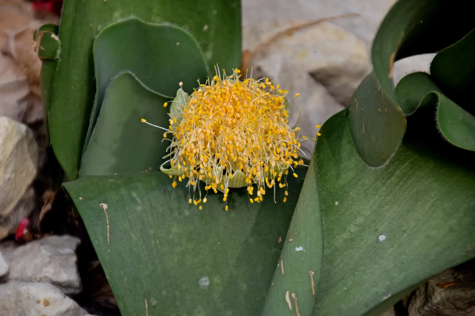 White Paintbrush (Haemanthus Albiflos) — white flowers in the garden