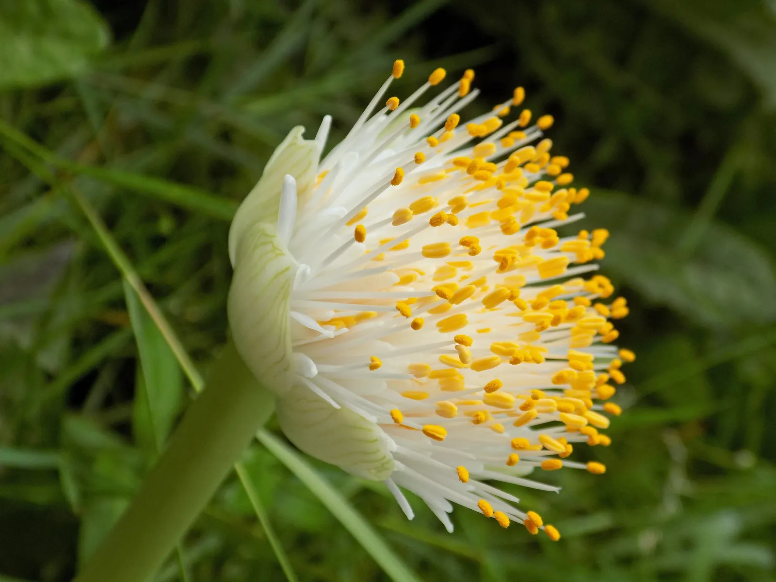 White Paintbrush (Haemanthus Albiflos) — It earns its common name from its distinctive white flowers