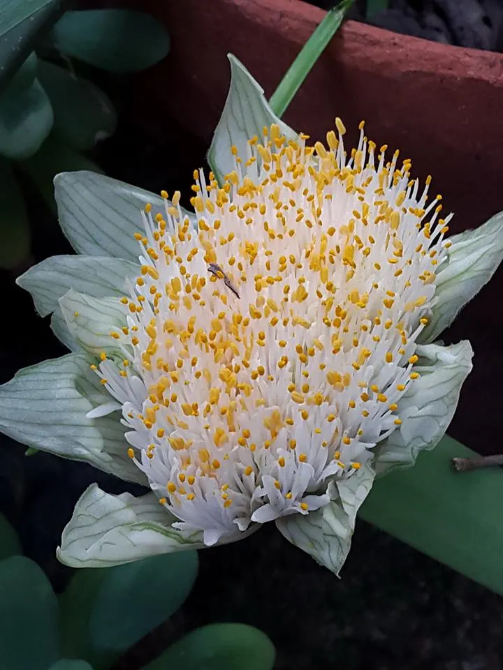 White Paintbrush (Haemanthus Albiflos) — It earns its common name from its distinctive white flowers; it adds exotic texture and year-round, image 56