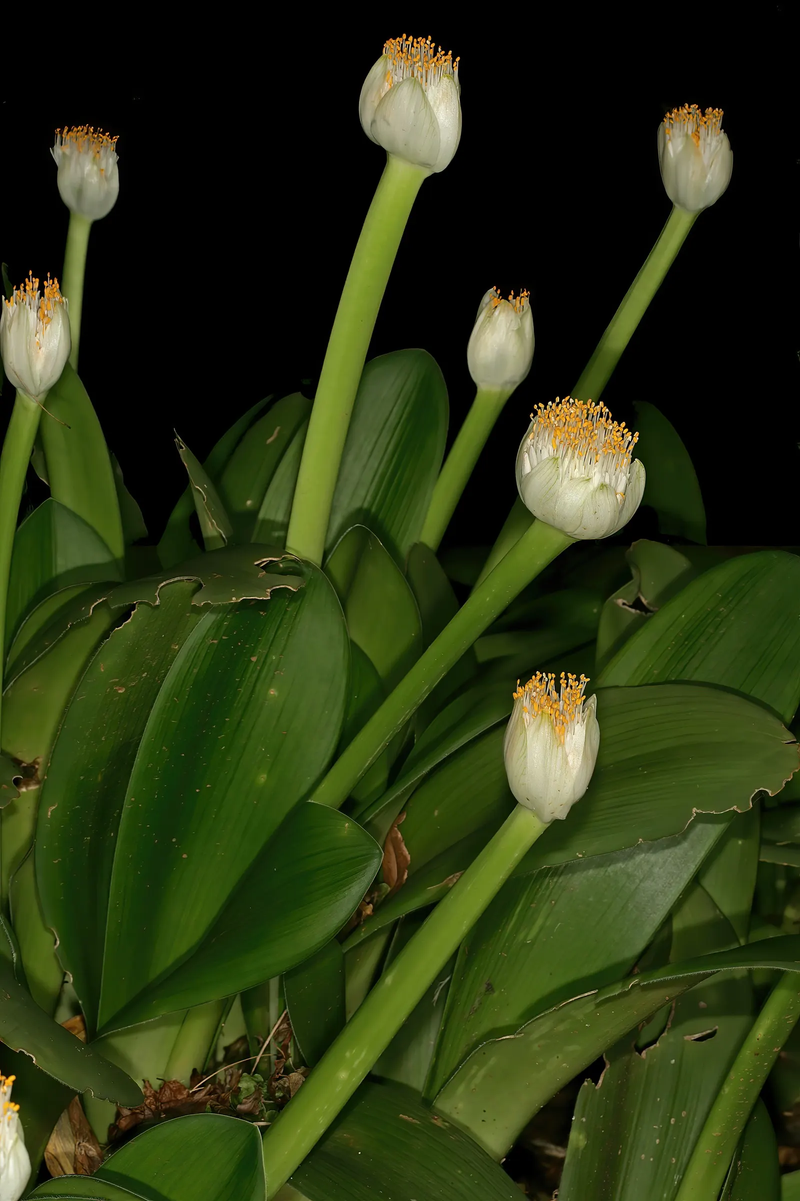 White Paintbrush (Haemanthus Albiflos) — which makes it ideally suited for understory plantings or north-facing gardens; and water consistently but, image 58