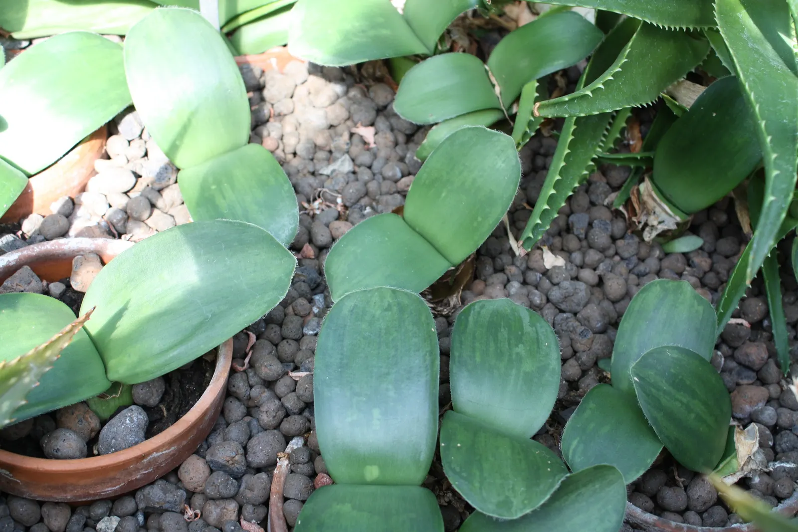 White Paintbrush (Haemanthus Albiflos) — enrich the soil with organic matter to ensure it is well-draining