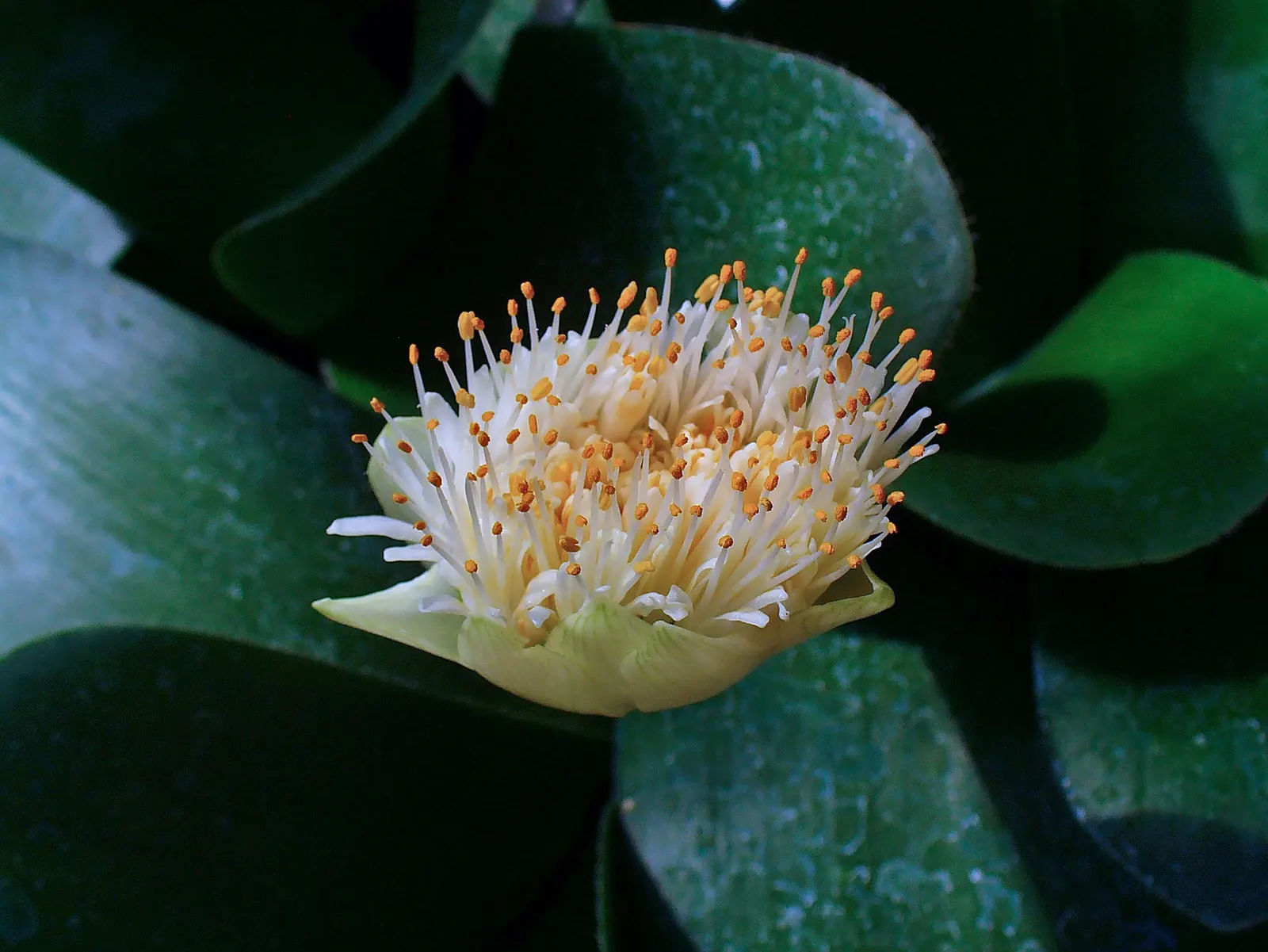 White Paintbrush (Haemanthus Albiflos) — dark green leaves of Haemanthus albiflos are arranged neatly in basal rosettes