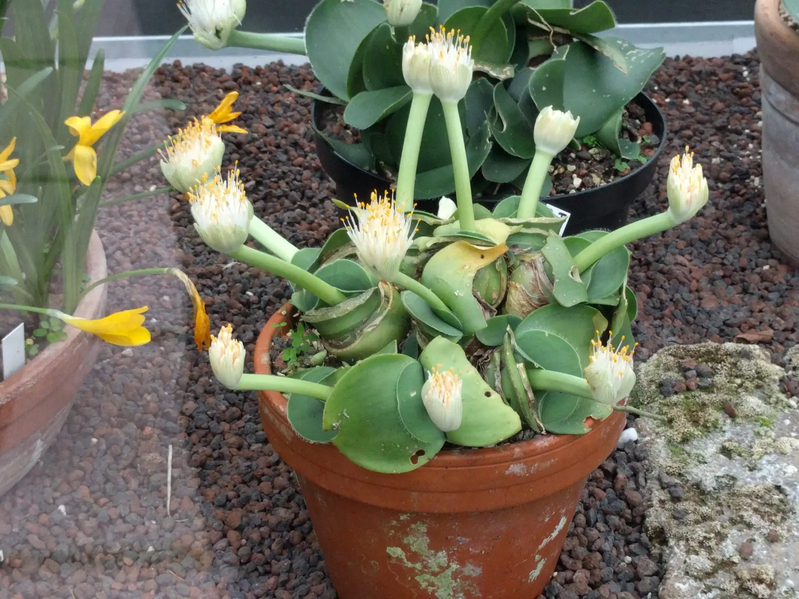 White Paintbrush (Haemanthus Albiflos) — scientifically named Haemanthus albiflos; the plant showcases its brush-like inflorescences
