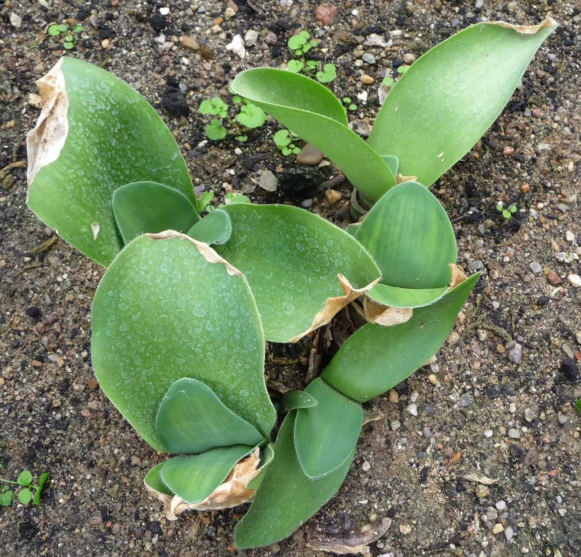 White Paintbrush (Haemanthus Albiflos) — it adds exotic texture and year-round interest to understory plantings or as a captivating container specimen