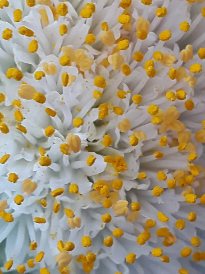 White Paintbrush (Haemanthus Albiflos) — enrich the soil with organic matter to ensure it is well-draining; this low-maintenance plant thrives in well-drained