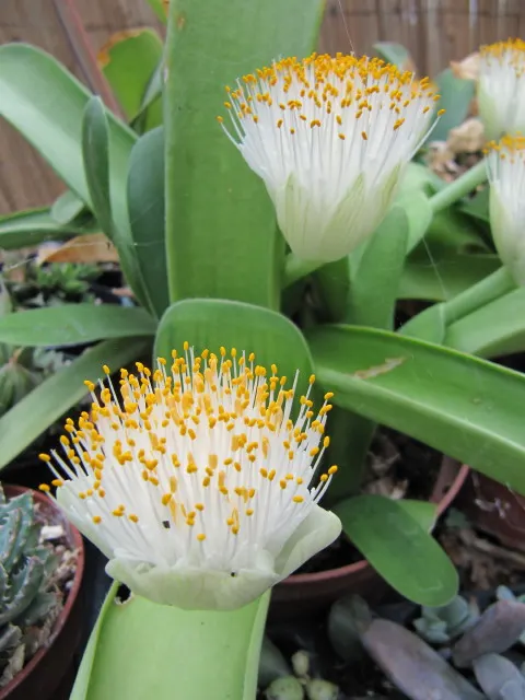 White Paintbrush (Haemanthus Albiflos) — the Dappled Snowbrush prospers under partial shade to full shade conditions; a sheltered location will, image 57