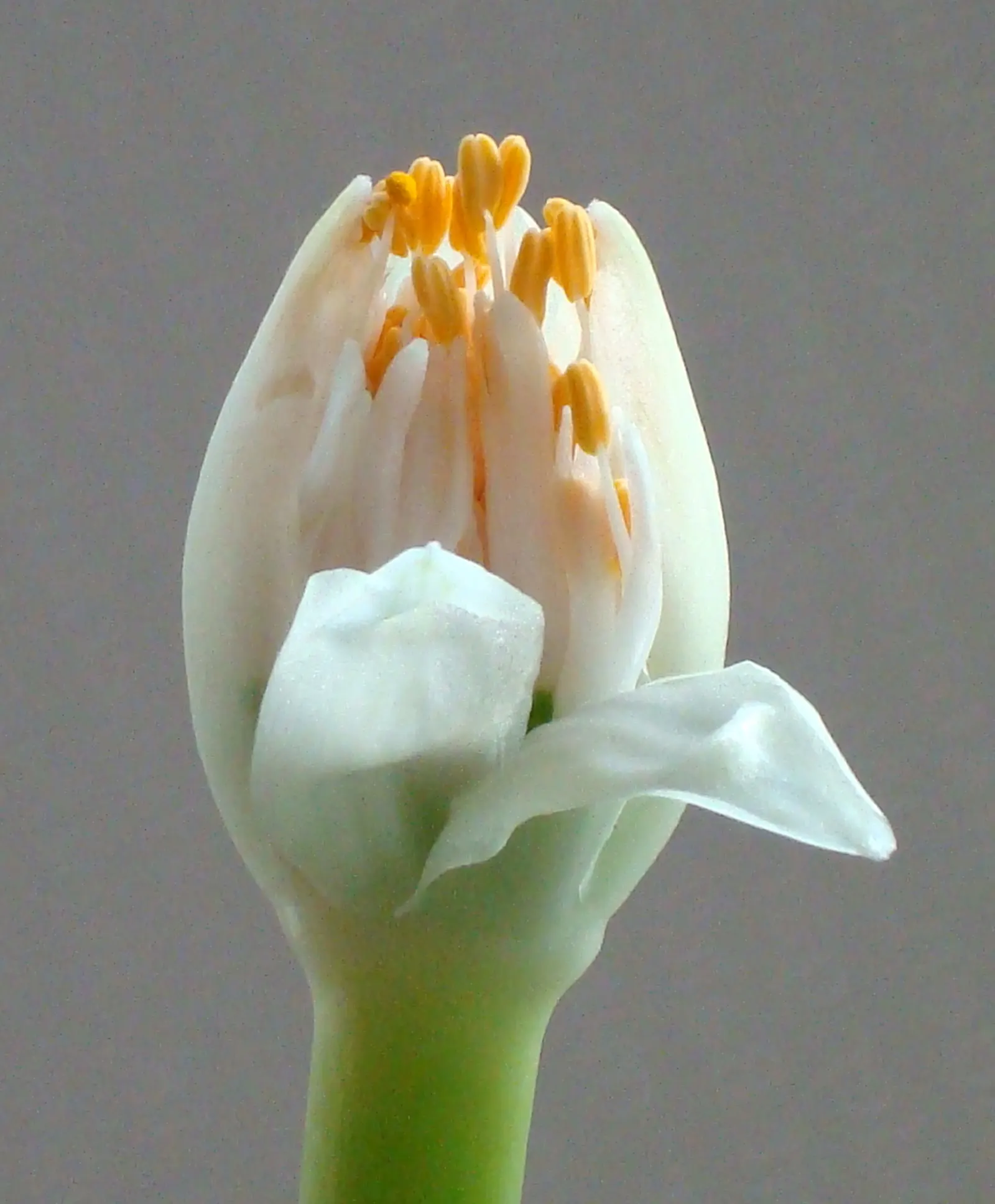 White Paintbrush (Haemanthus Albiflos) — Ideal for USDA zones 10-11; is an intriguing perennial bulb featuring lush green leaves and striking white flowers