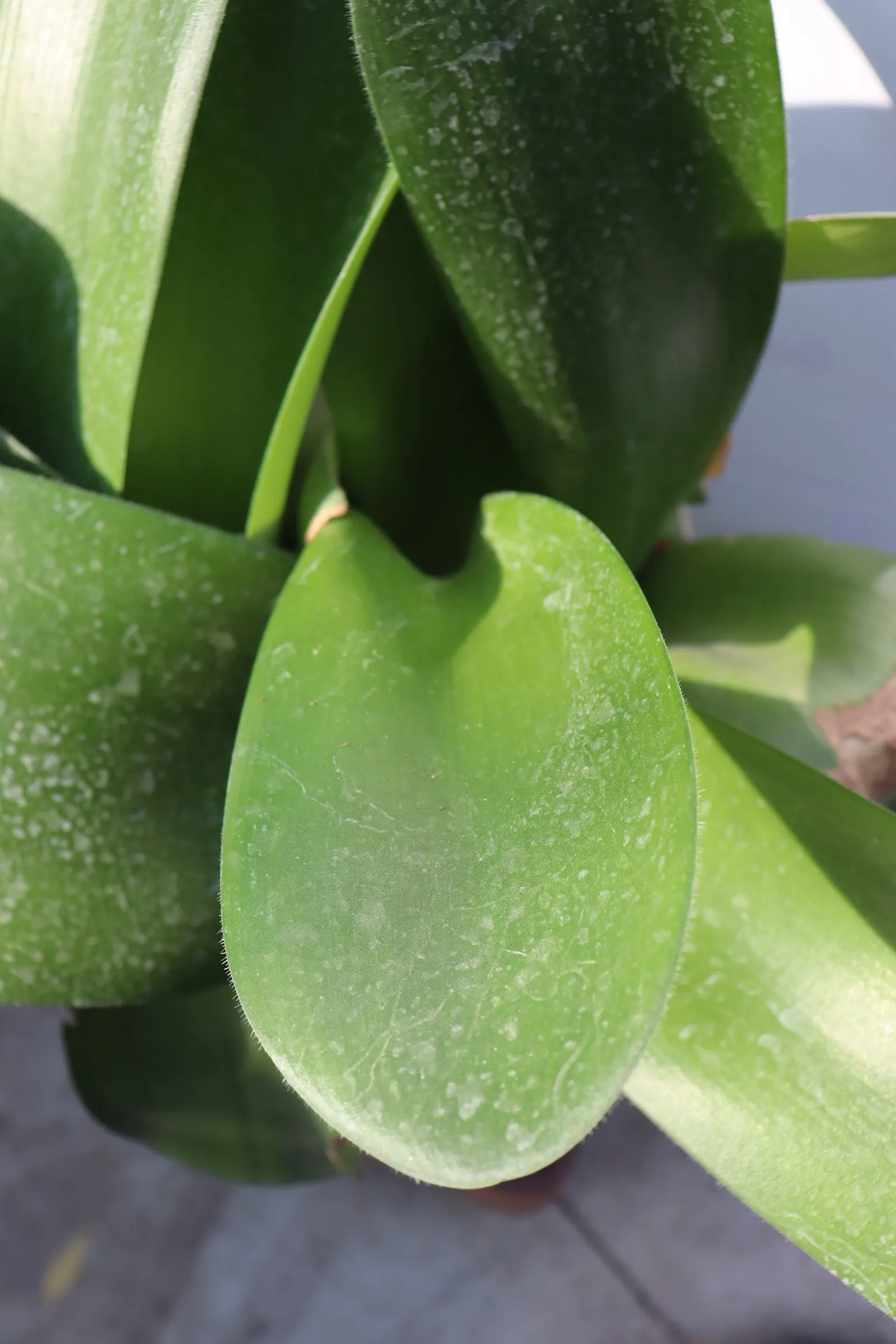 White Paintbrush (Haemanthus Albiflos) — It is hardy in USDA zones 10 through 12, preferring temperatures that do not regularly drop below 50&deg;F, image 35