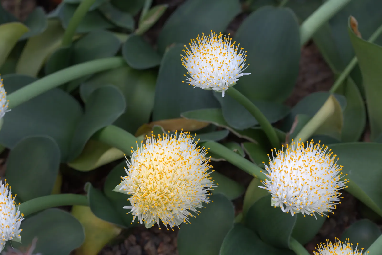 White Paintbrush (Haemanthus Albiflos) — It is hardy in USDA zones 10 through 12, preferring temperatures that do not regularly drop below 50&deg;F, image 59