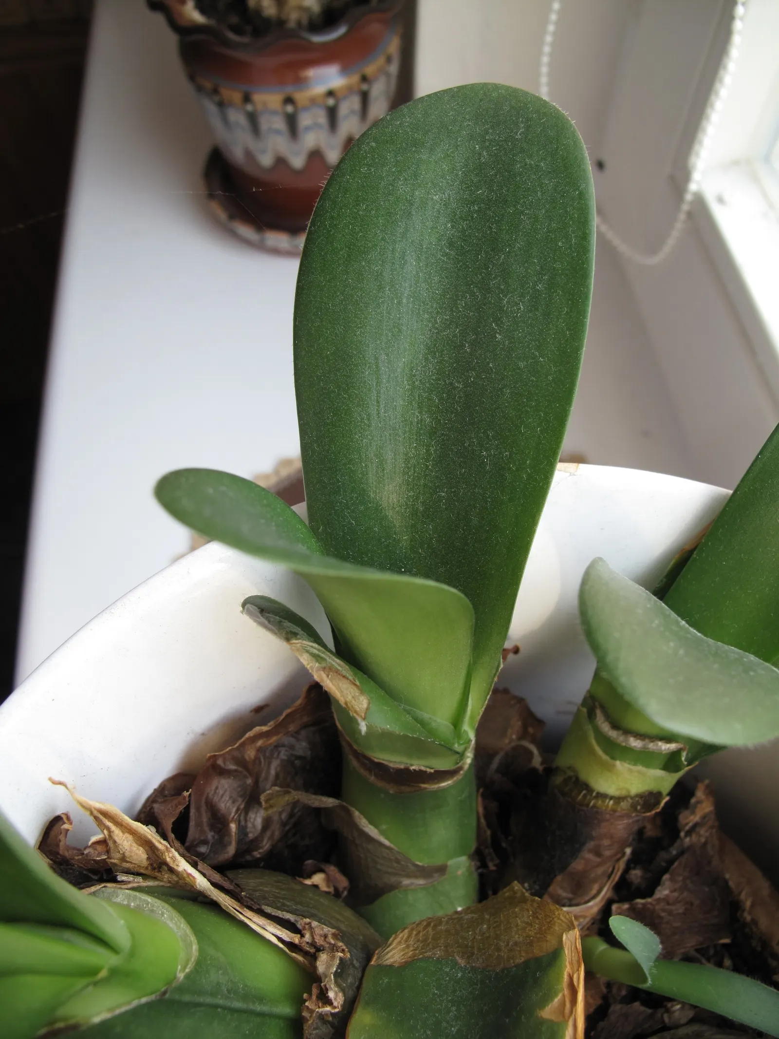 White Paintbrush (Haemanthus Albiflos) — the plant showcases its brush-like inflorescences